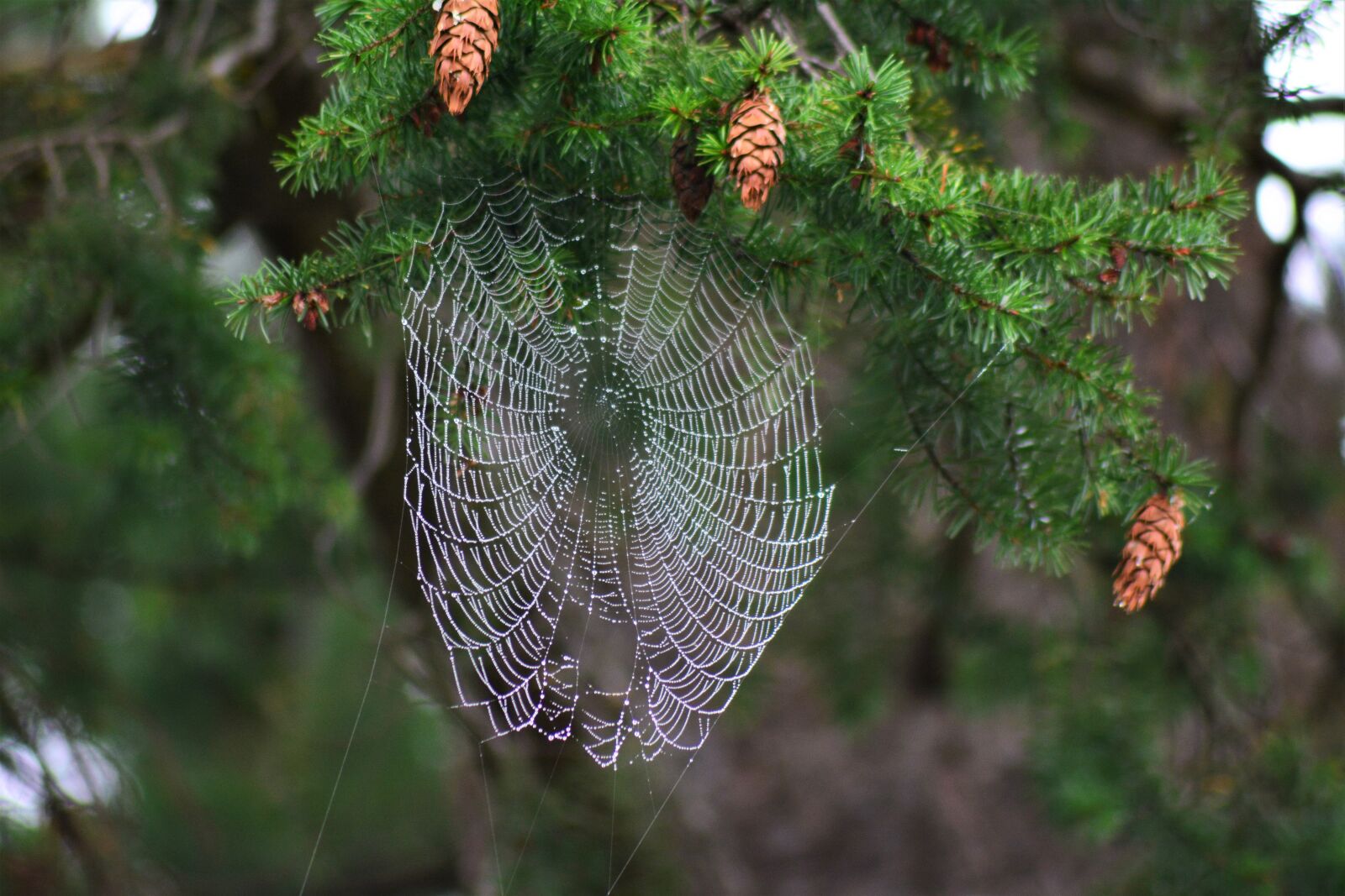 Nikon D7100 sample photo. Spider web, pine cones photography
