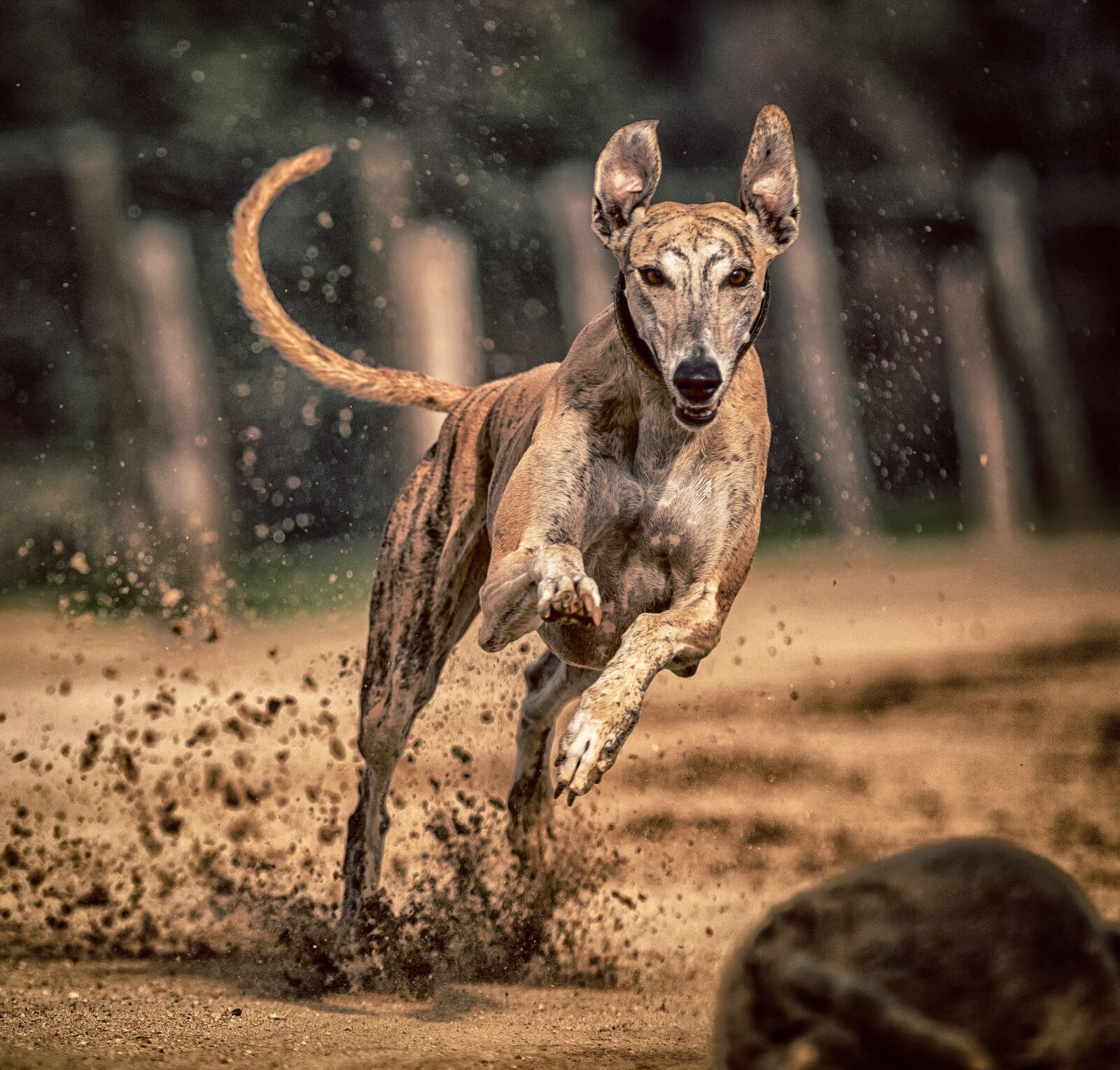Canon EOS 80D sample photo. Dog, greyhound, pet photography