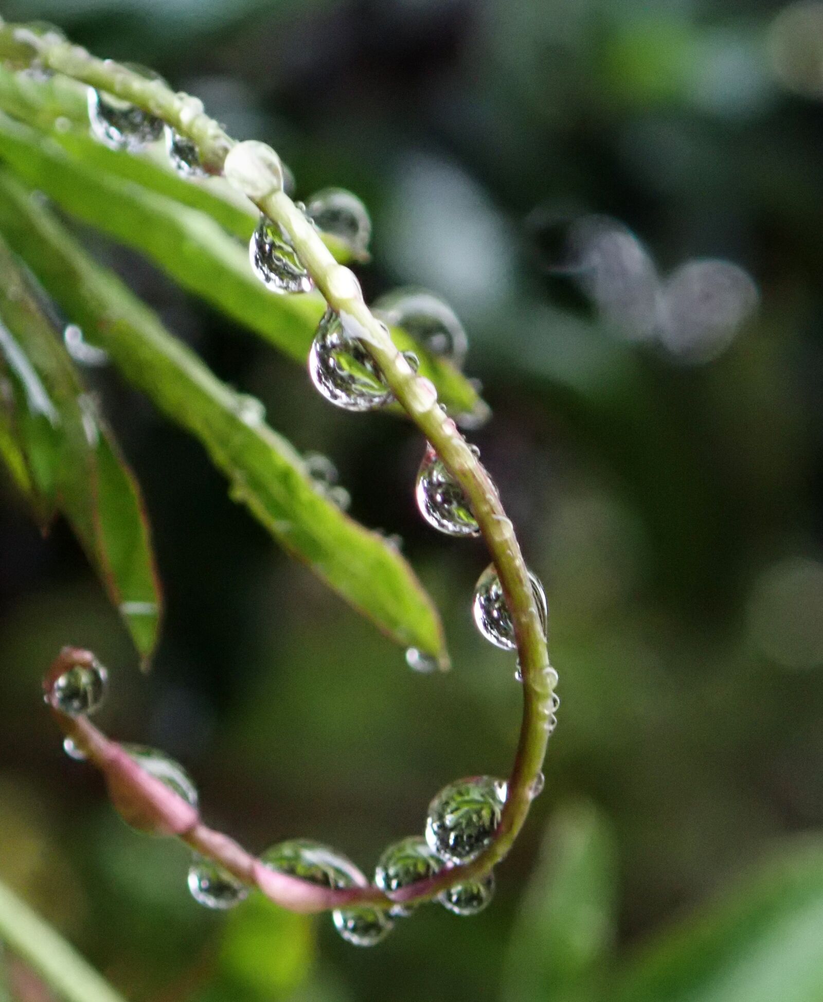Olympus TG-5 sample photo. Water, drops, rain photography