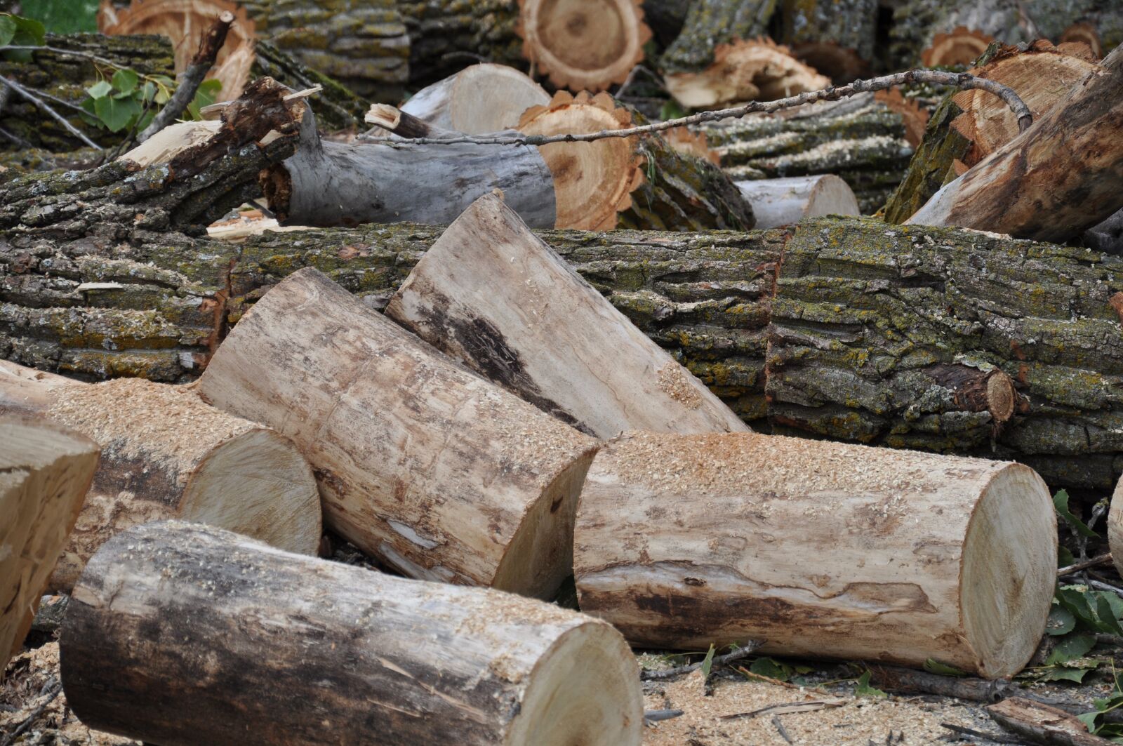 Nikon D90 sample photo. Tree, cut, wood photography