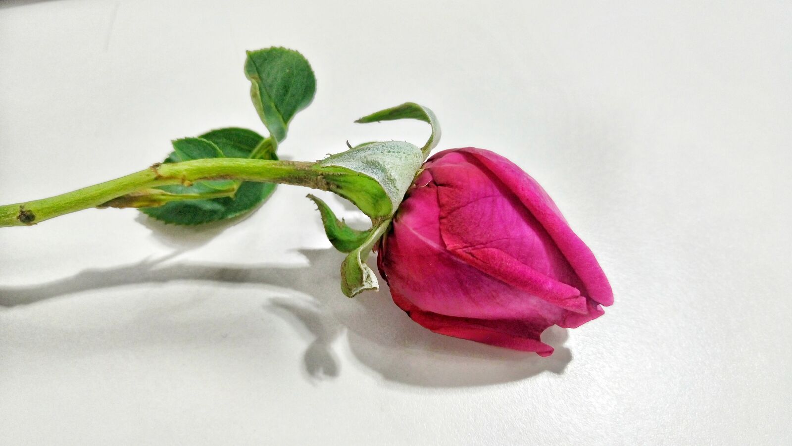 Sony Xperia M5 Dual sample photo