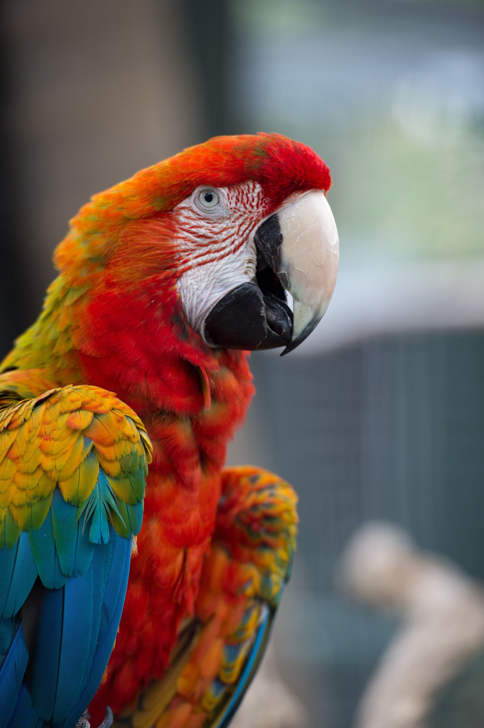 Nikon Df sample photo. Scarlet, macaw, rainbow photography