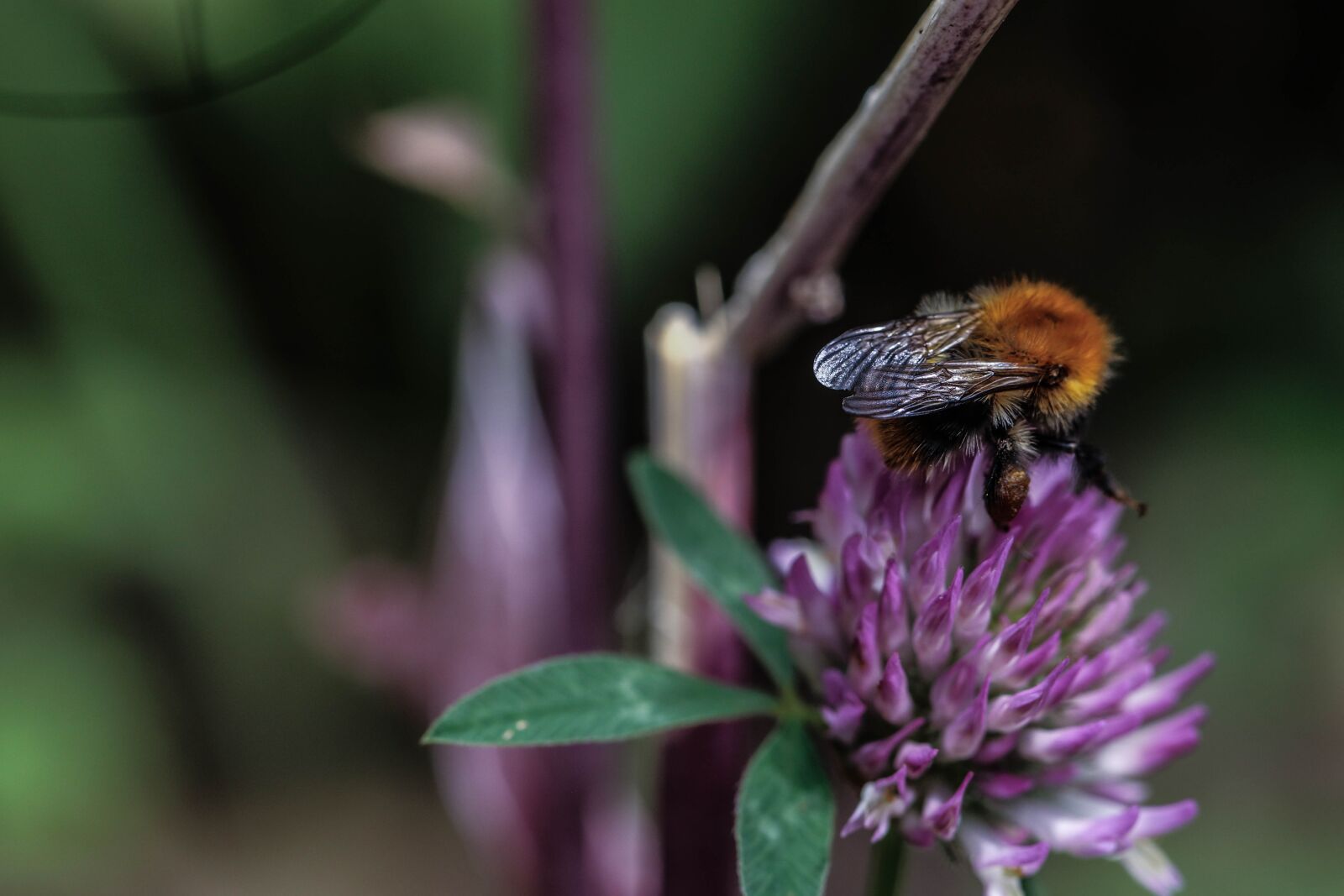 Canon EOS 7D Mark II sample photo. Bumblebee, flower, insect photography