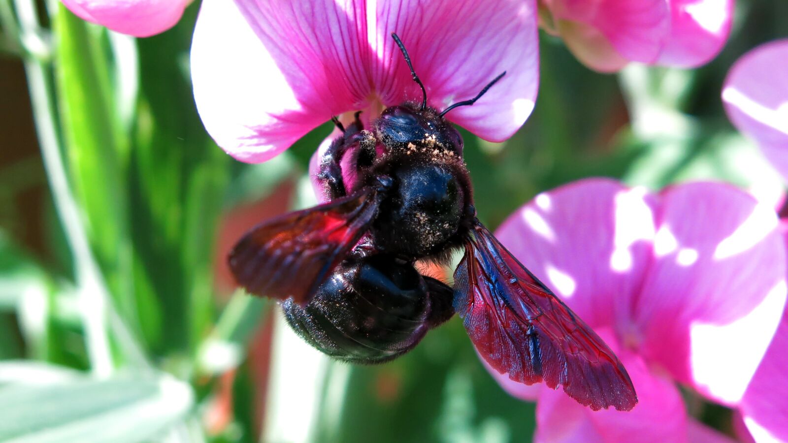 Canon PowerShot G15 sample photo. Carpenter bee, bee, blossom photography
