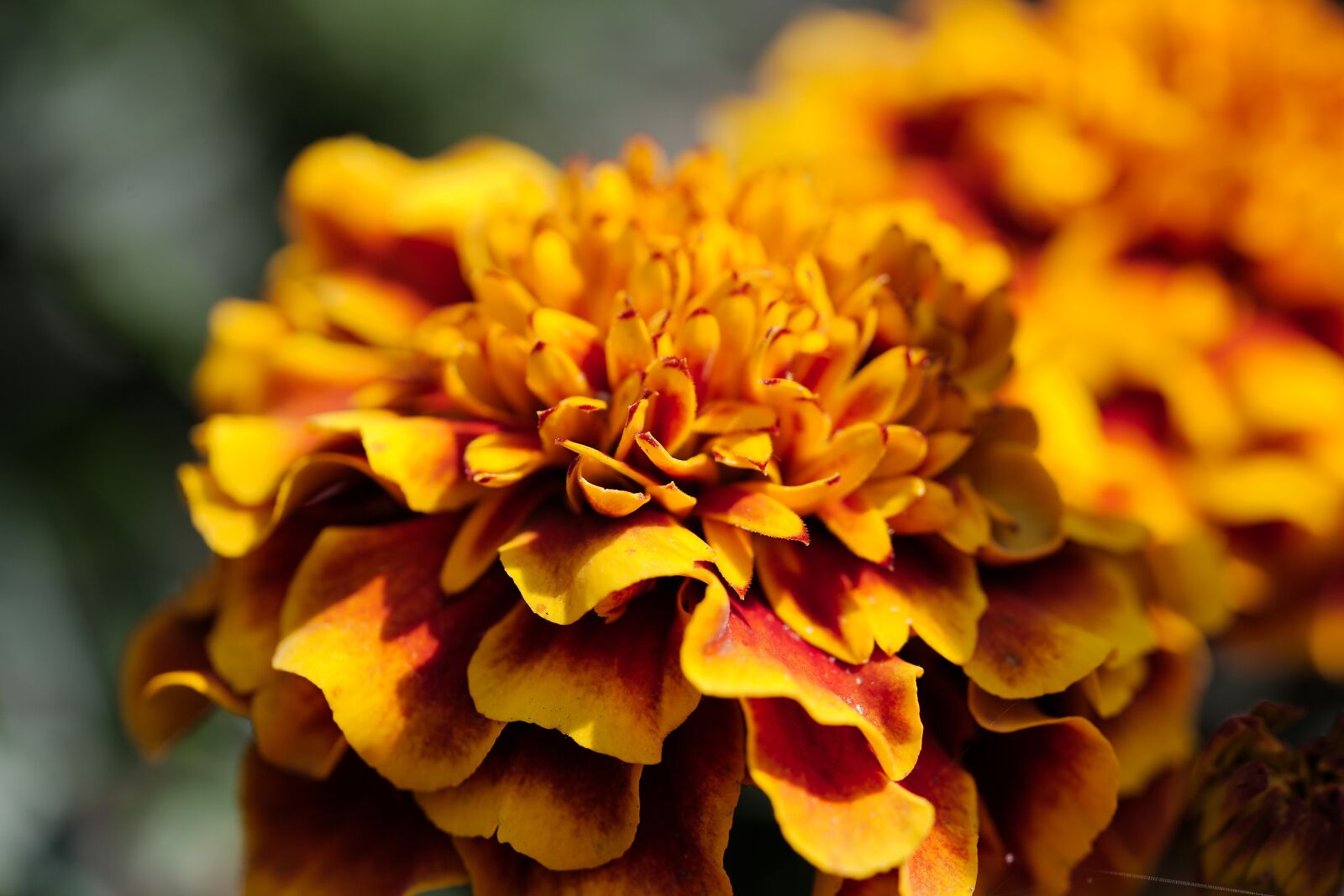 Canon EOS 6D sample photo. Nature, flower, plant photography