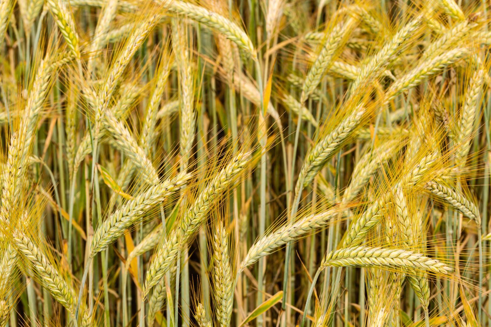 Canon EOS 70D sample photo. Rye, cereals, grain photography
