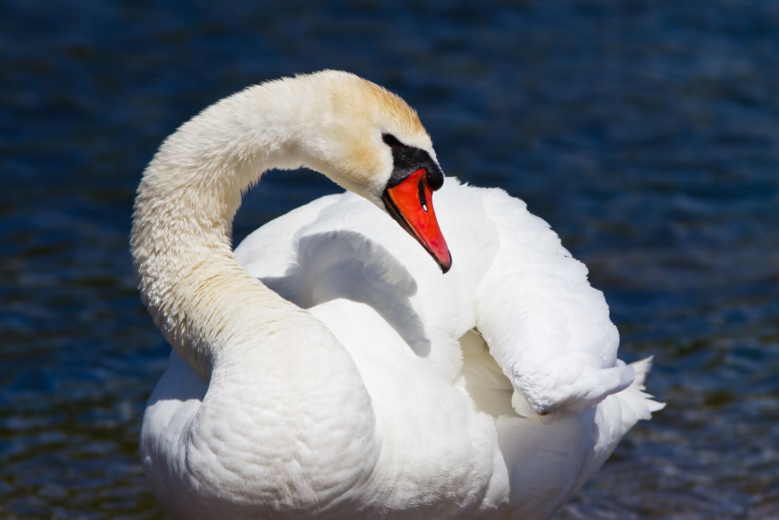 Canon EF 300mm F4L IS USM sample photo. Mute swan, swan, waterfowl photography