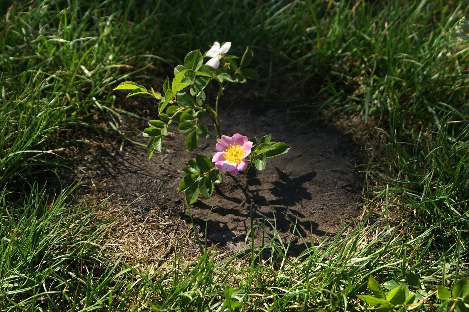 Sony Alpha DSLR-A200 sample photo. Rose, flower, wild photography