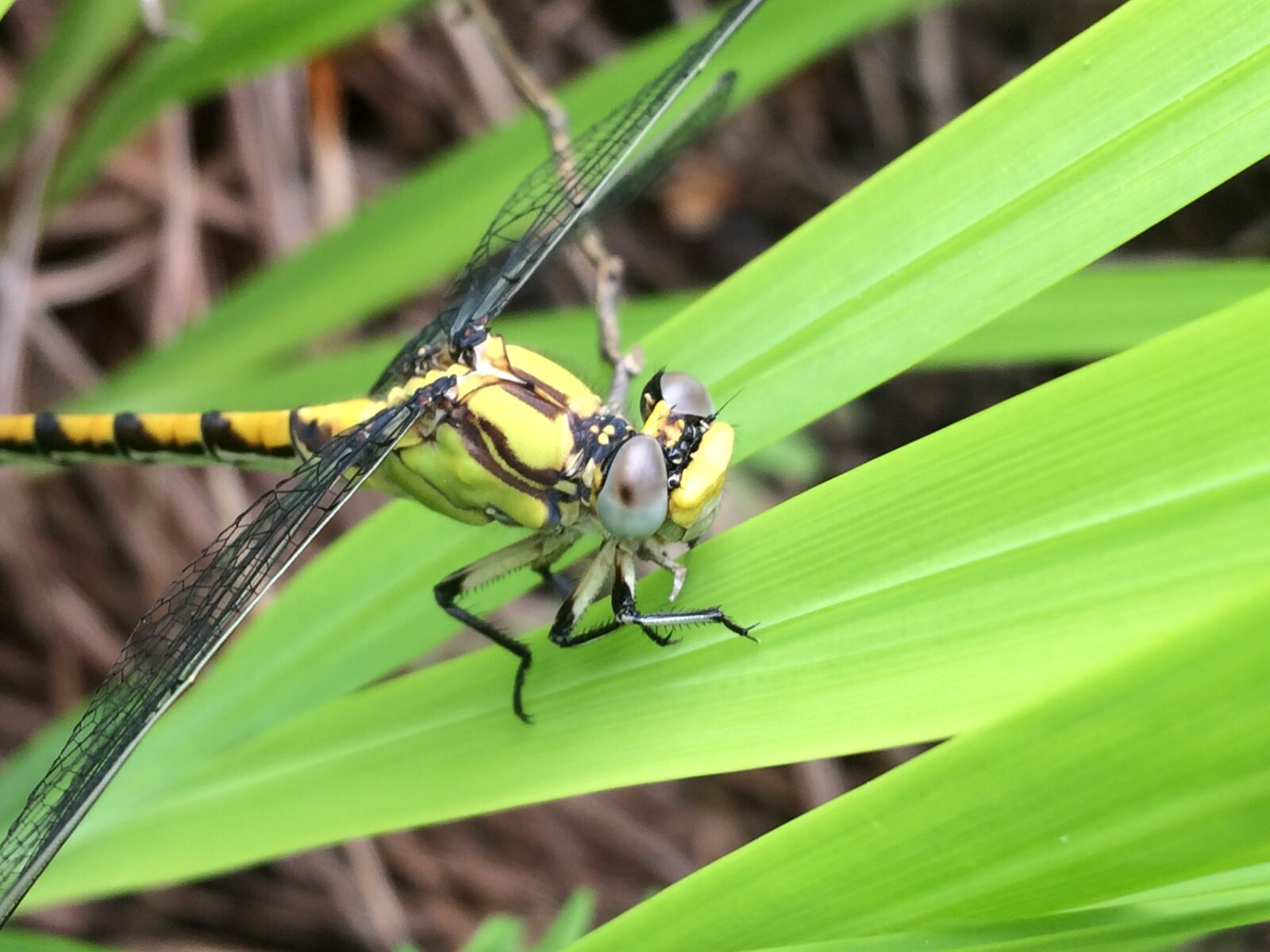 iPhone 5s back camera 4.15mm f/2.2 sample photo. Yellow dragon fly close photography
