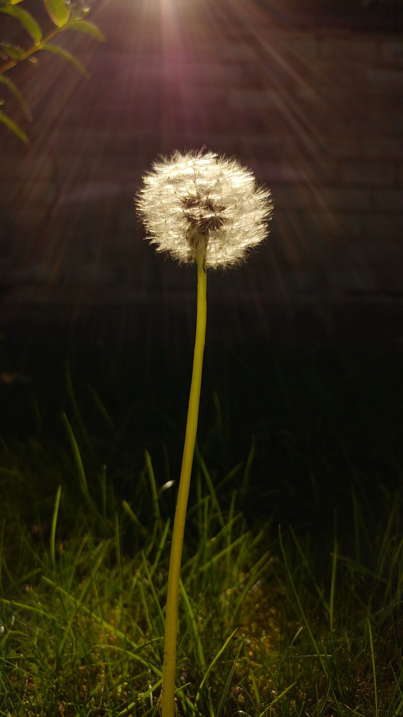 LG G5 SE sample photo. Dandelion, flower, summer photography