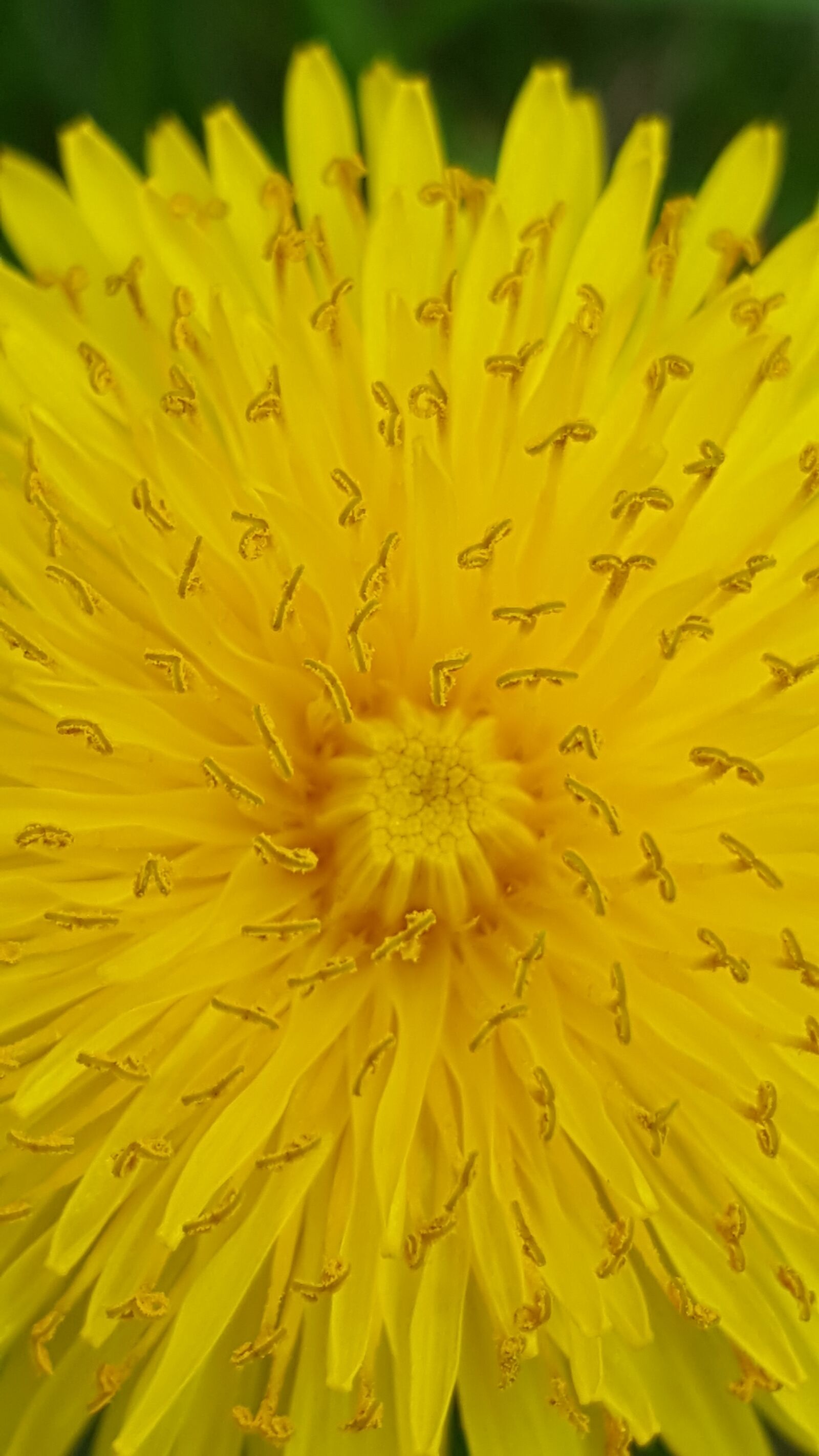 Samsung Galaxy S6 sample photo. Flower, yellow, spring photography