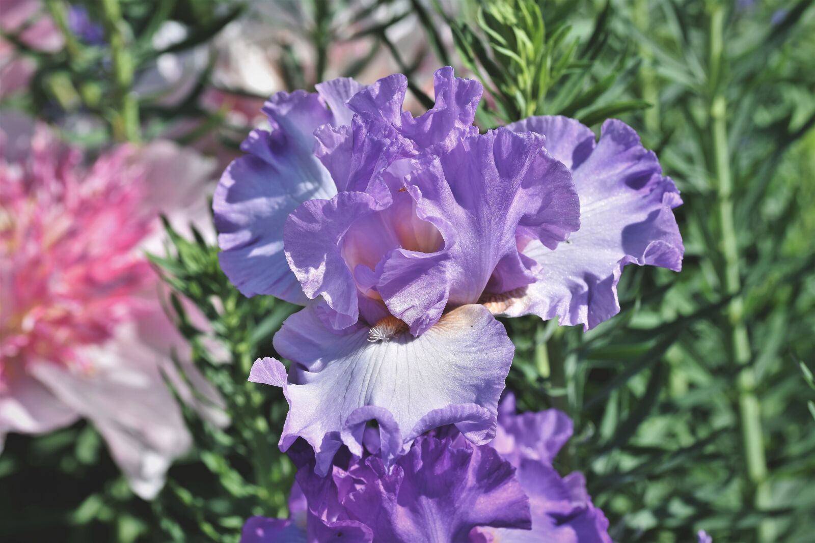 Nikon D7200 sample photo. Iris, iridaceae, purple photography