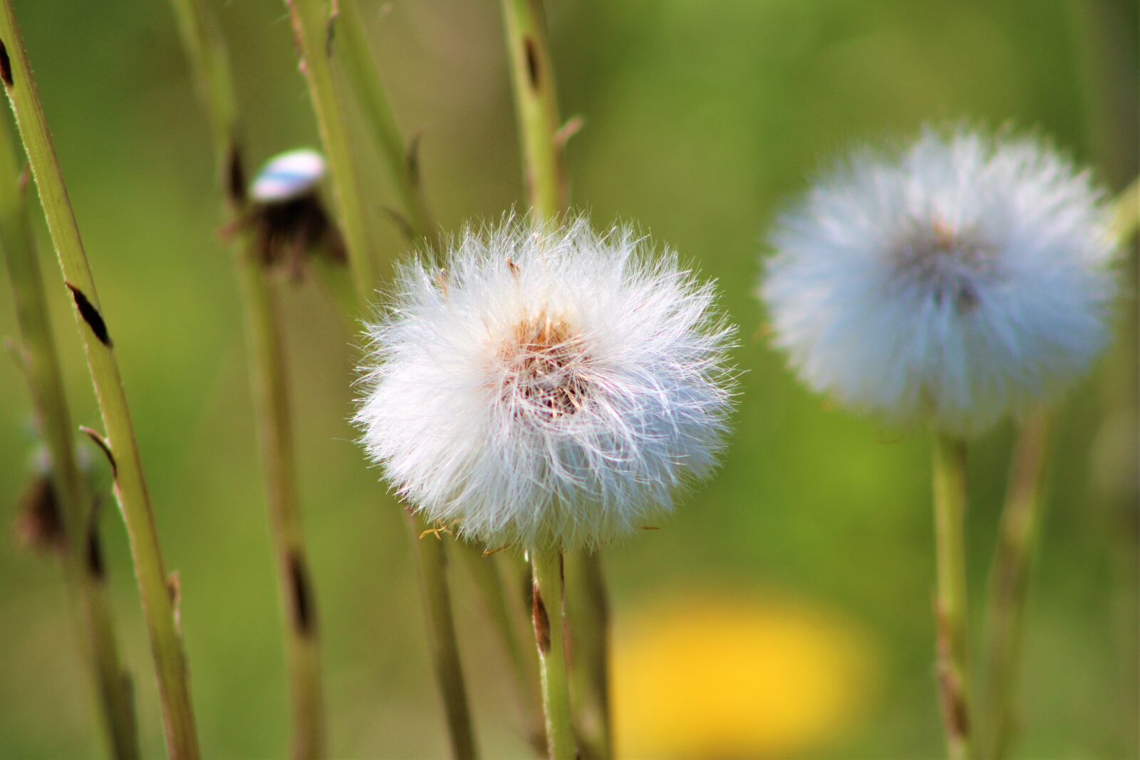 Canon EOS 2000D (EOS Rebel T7 / EOS Kiss X90 / EOS 1500D) sample photo. Dandelion, nature, spring photography