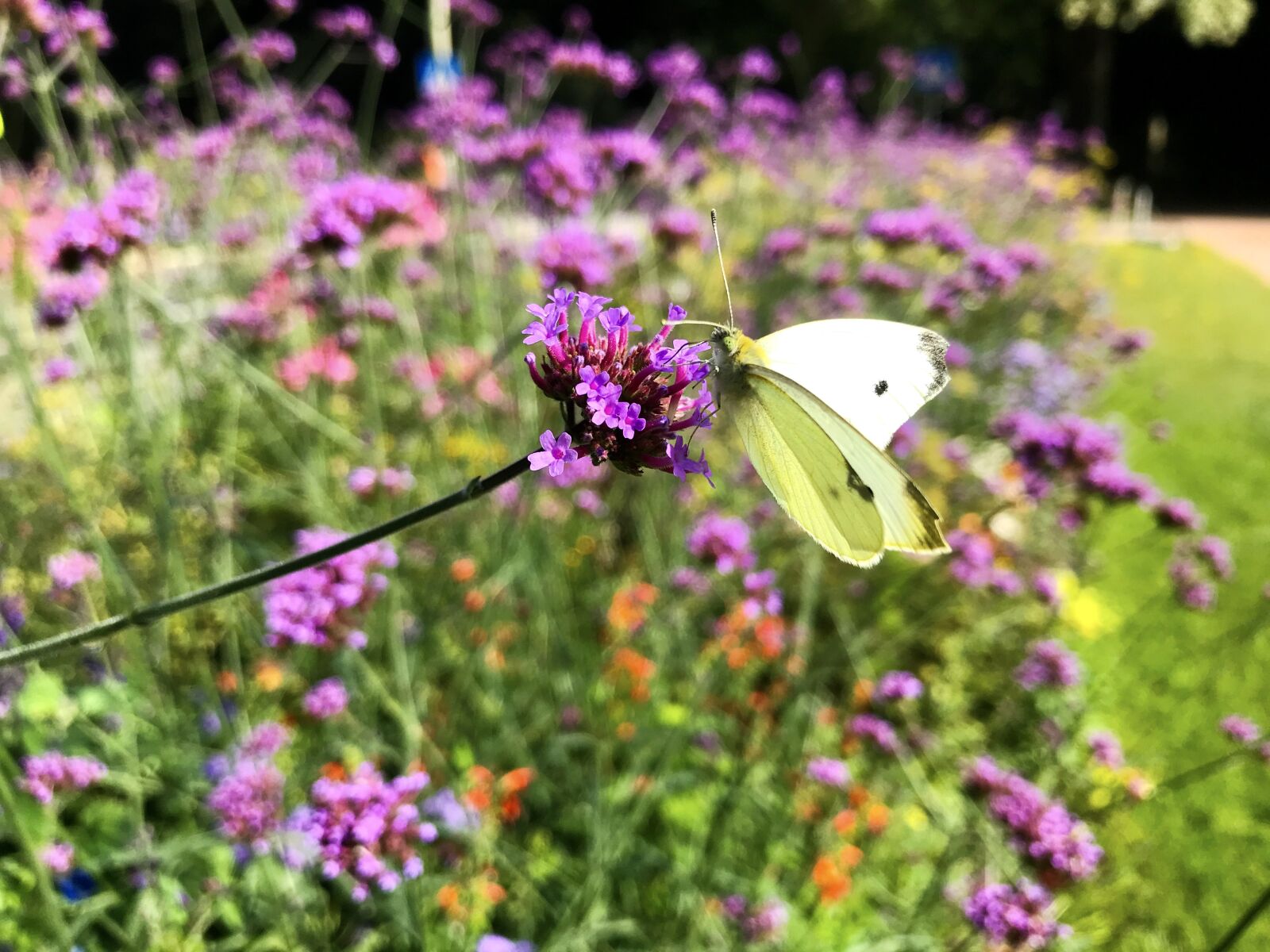 iPhone 7 back camera 3.99mm f/1.8 sample photo. Verbena, white, butterfly photography