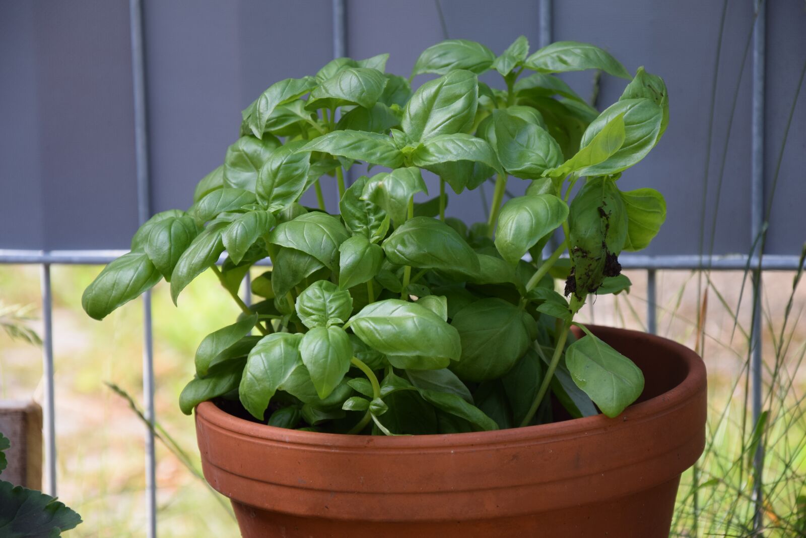 Nikon D3300 sample photo. Basil, plant, spice photography