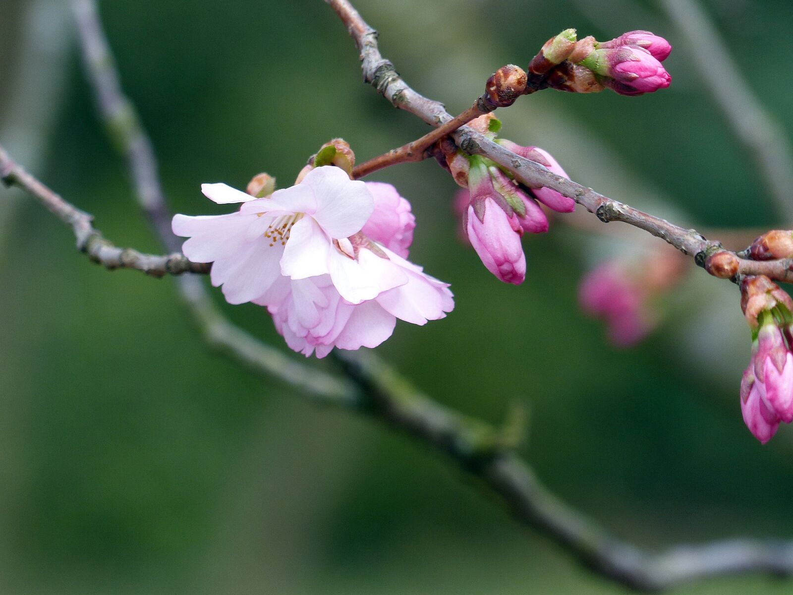 Panasonic Lumix DMC-FZ200 sample photo. Blossom, bud, spring photography