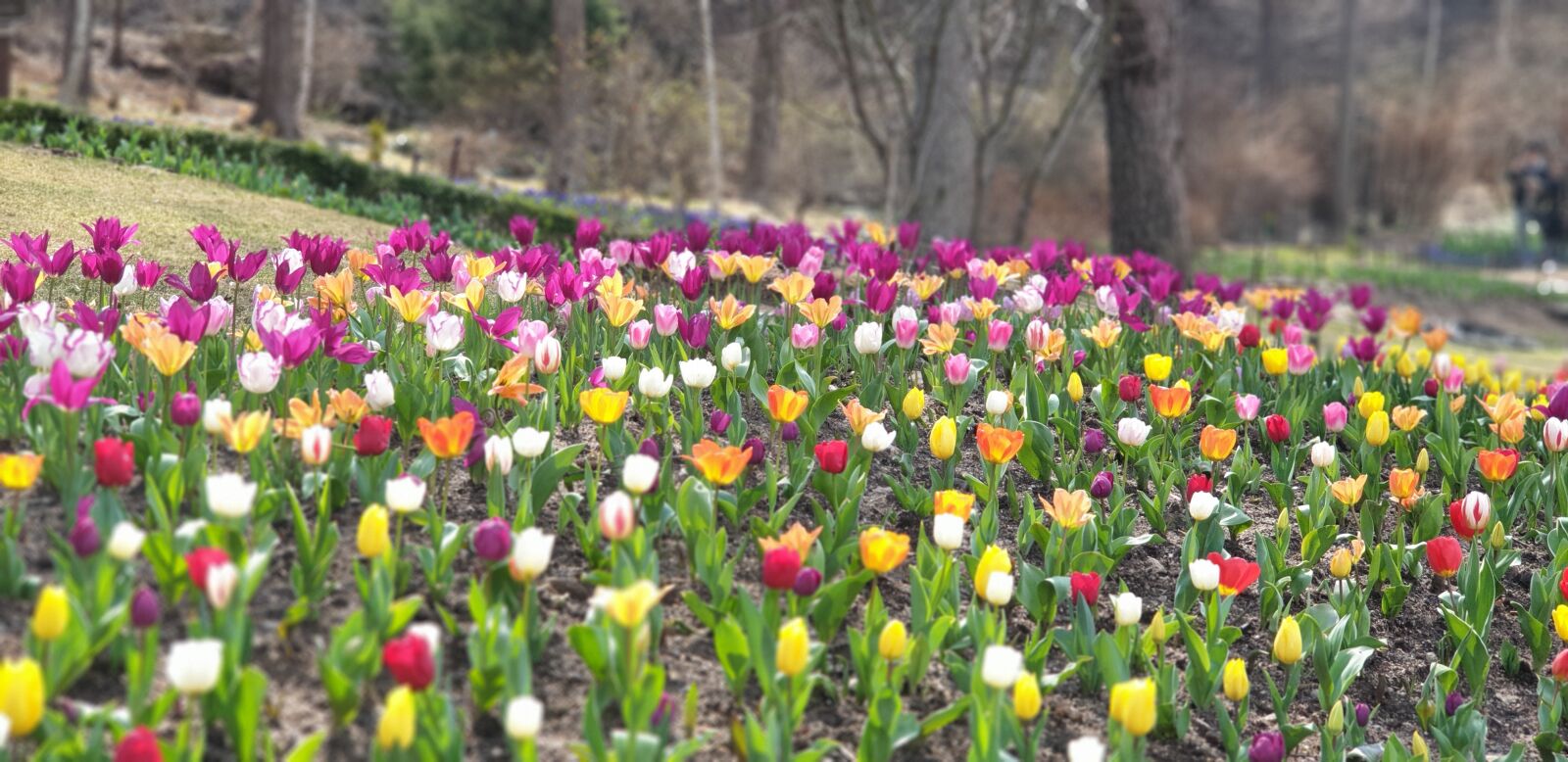 Samsung Galaxy Note9 sample photo. Spring, nature, plants photography