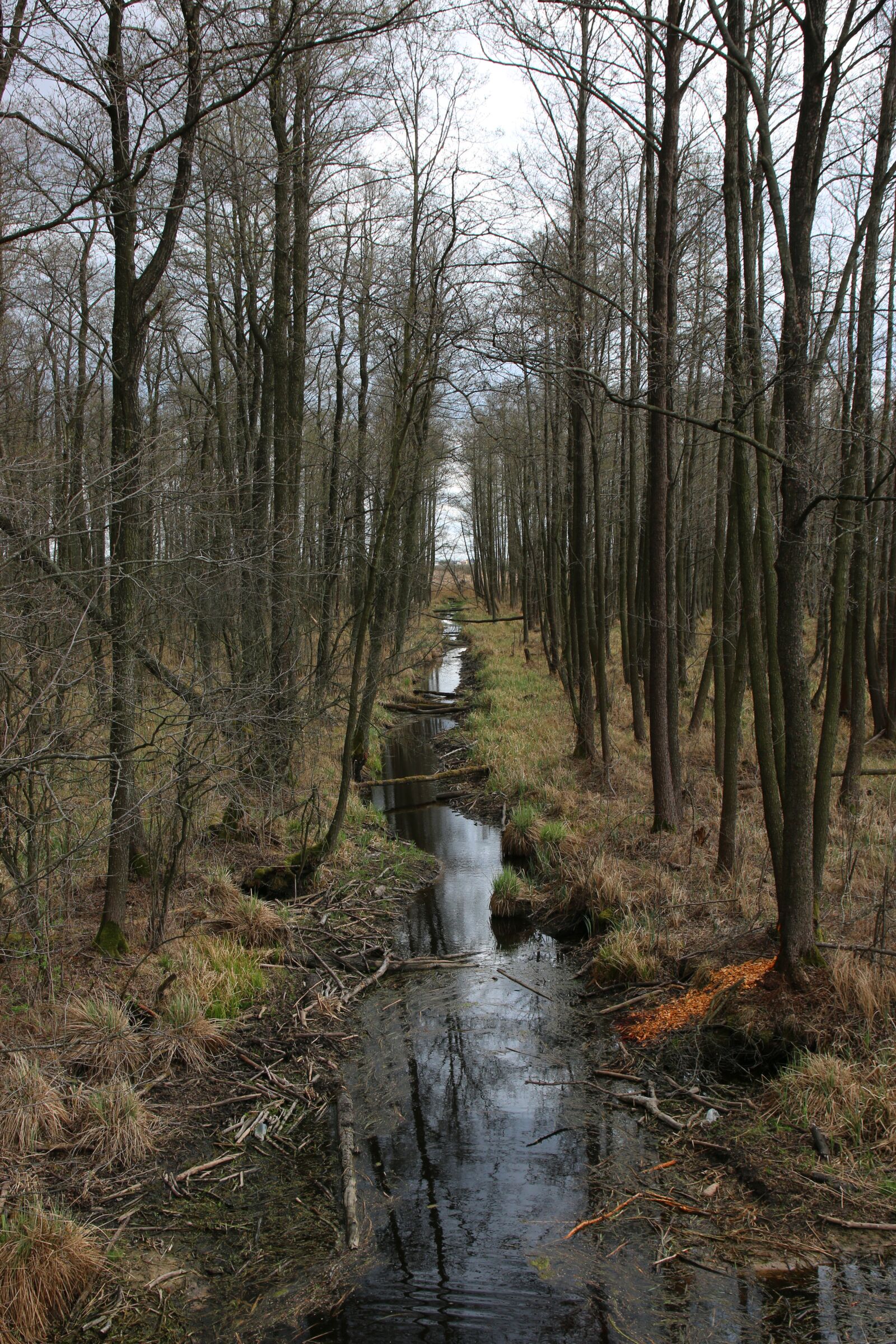 Canon EOS 70D sample photo. Marsh, forest, landscape photography