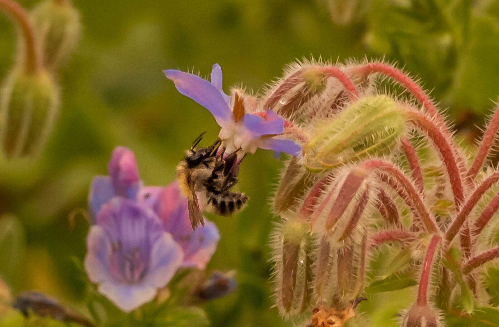 Nikon D750 sample photo. Nature, plant, bees photography