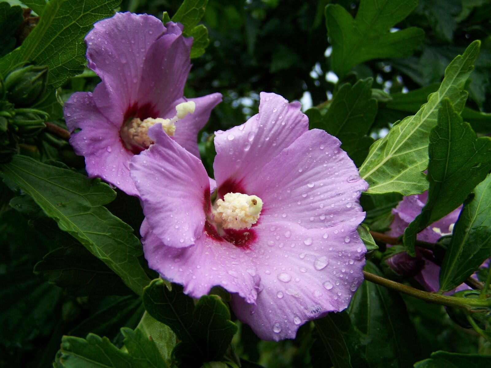 Kodak EASYSHARE ZD710 ZOOM DIGITAL CAMERA sample photo. Bush mallow, pale lilac photography