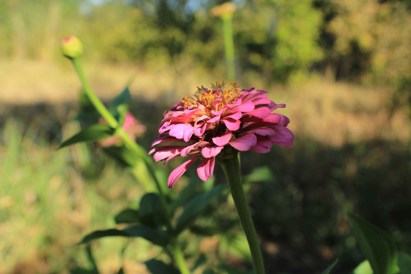 Canon EOS 1200D (EOS Rebel T5 / EOS Kiss X70 / EOS Hi) sample photo. Flower, landscape, nature photography
