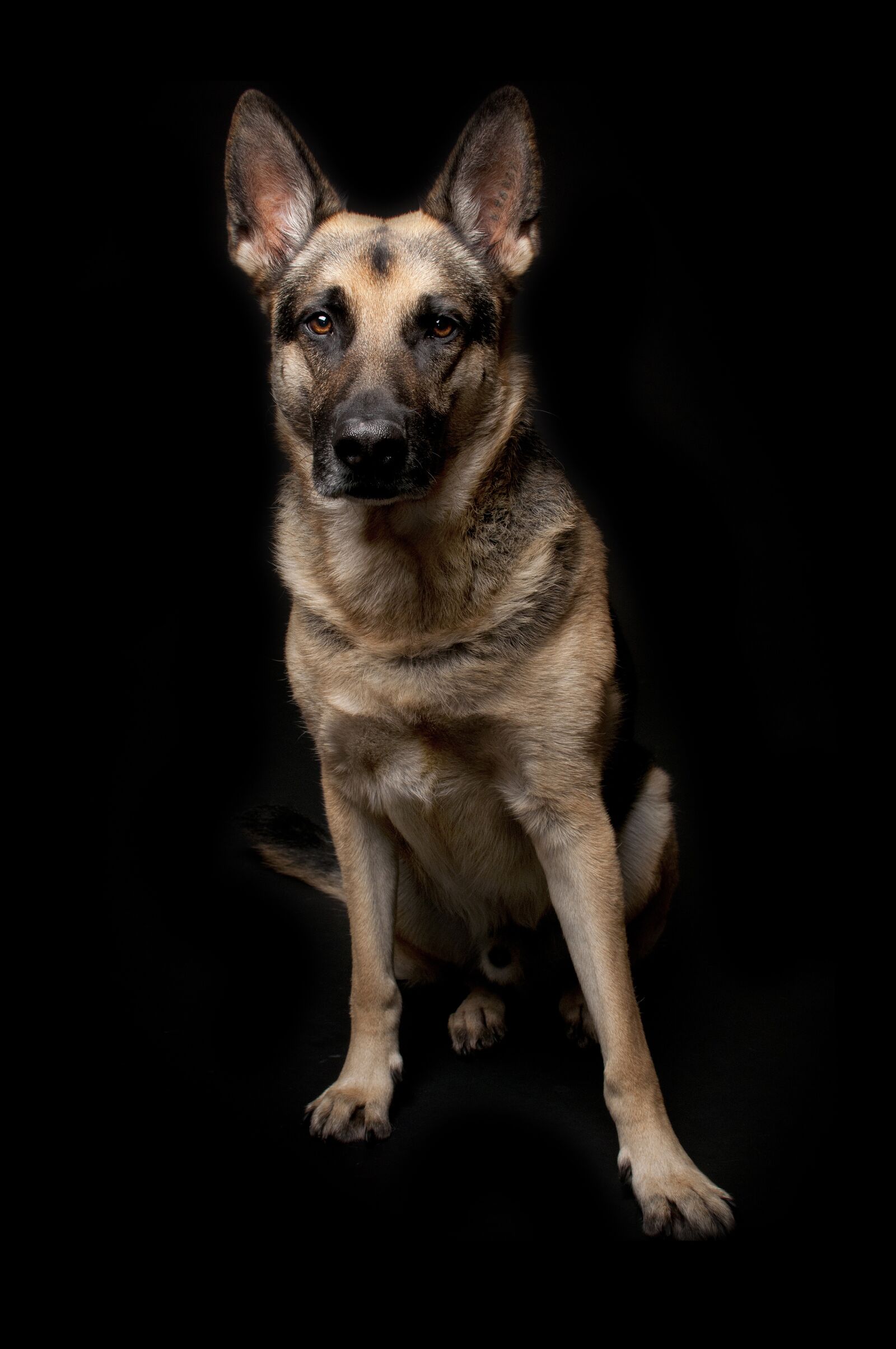 Nikon D300 sample photo. Dog, mammal, pet photography