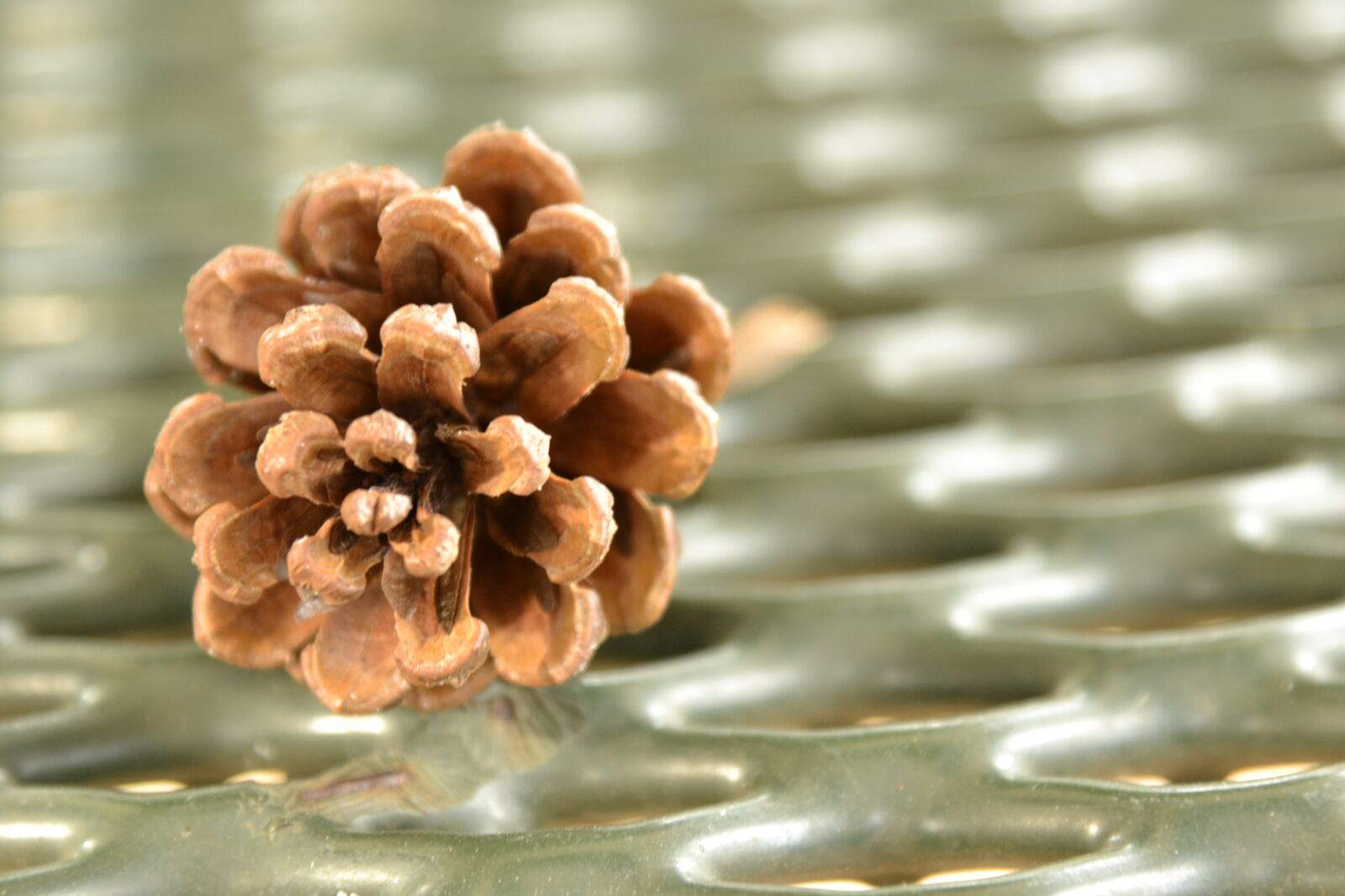 Nikon D3100 sample photo. Nature, pine, brown photography