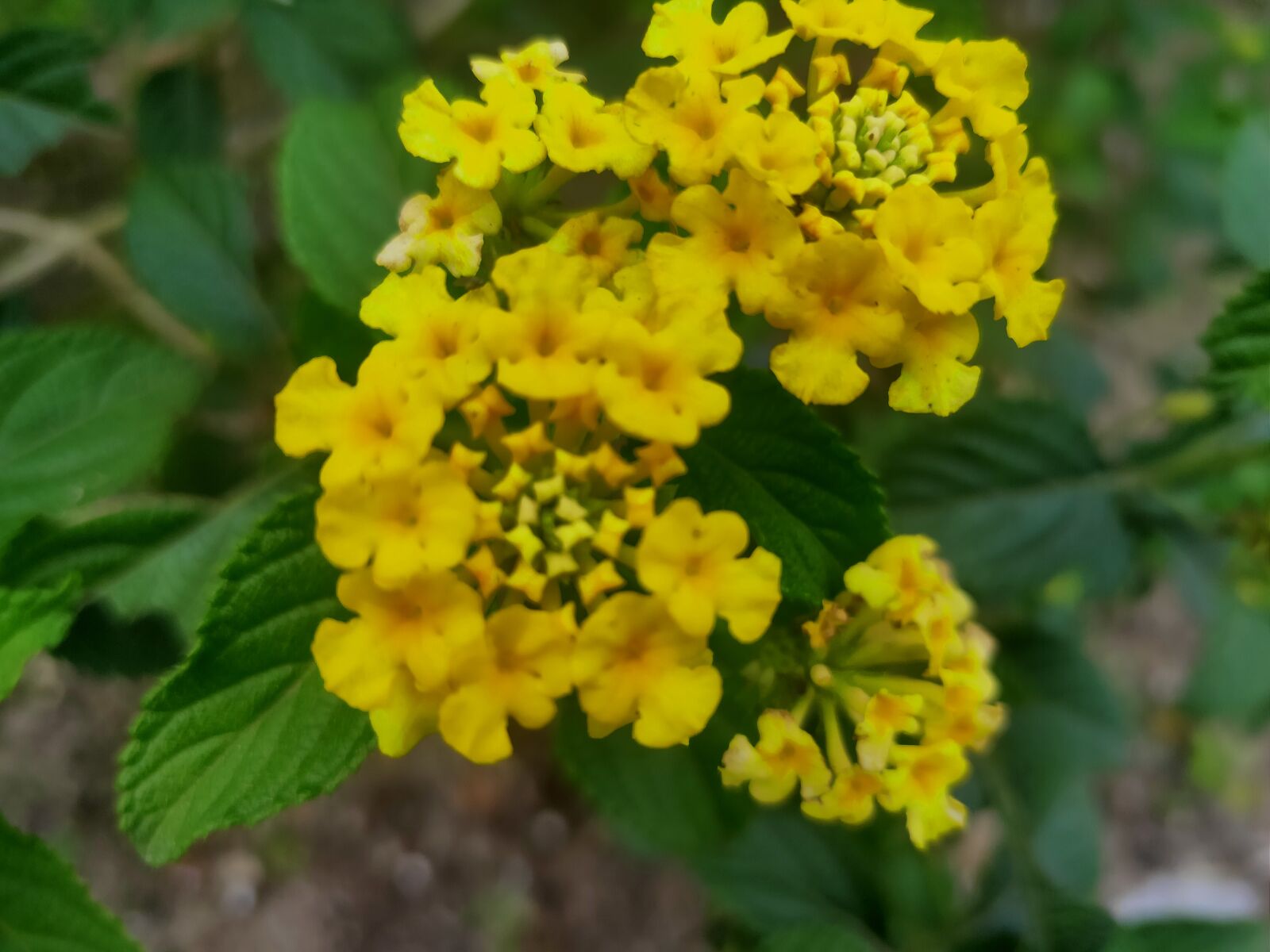 Realme 3 PRO sample photo. Bunga, tumbuhan, indah photography