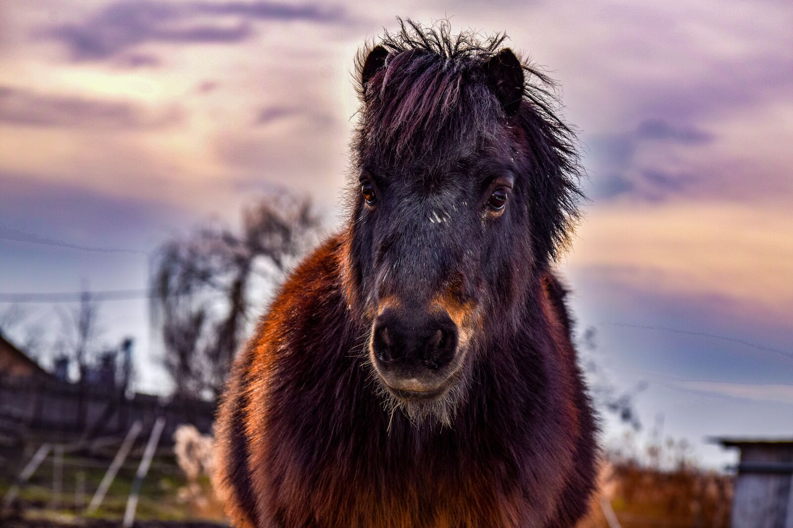 Nikon D5300 sample photo. Pony, sunset, landscape photography