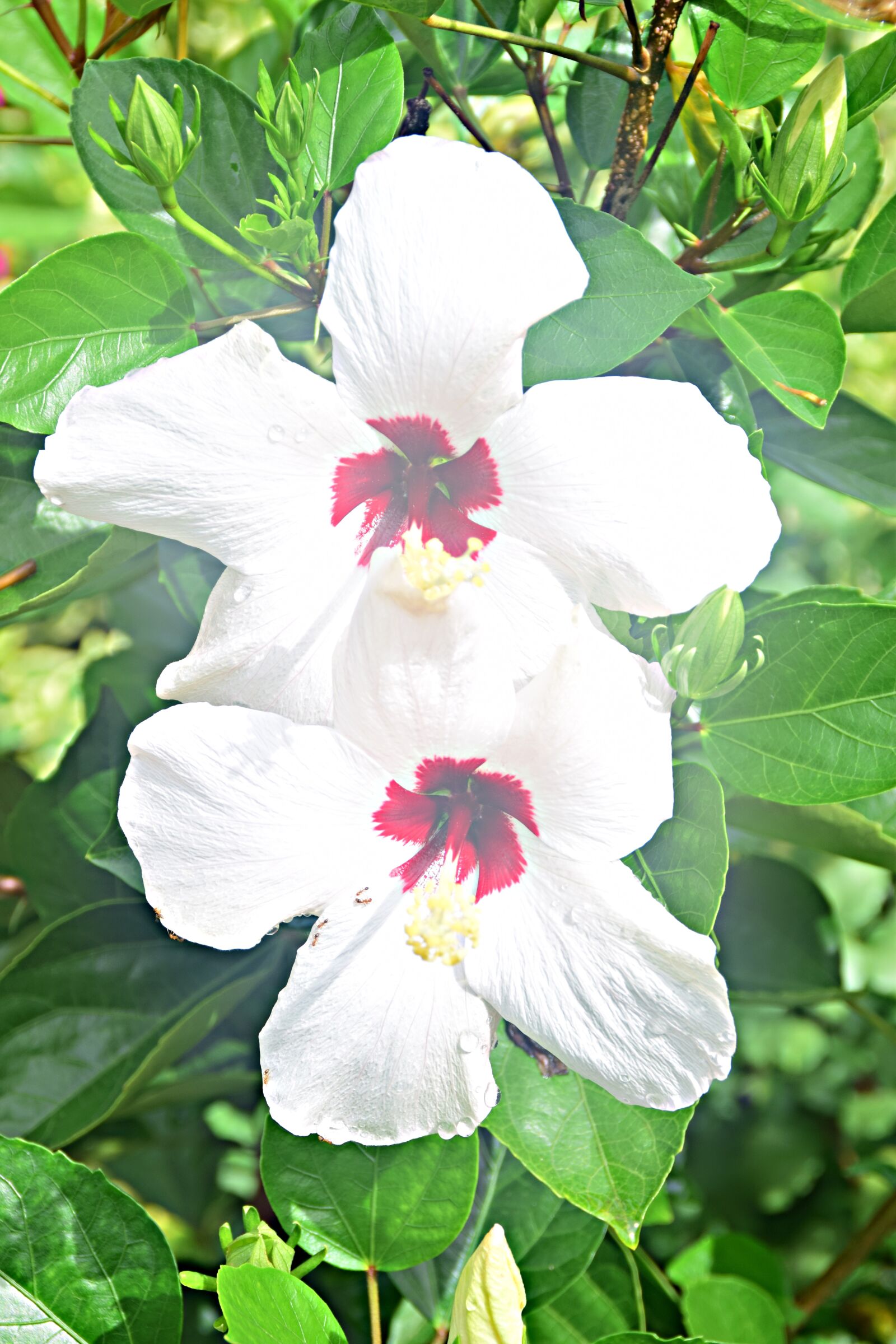 Nikon D5300 sample photo. Hibiscus, white, blossom photography