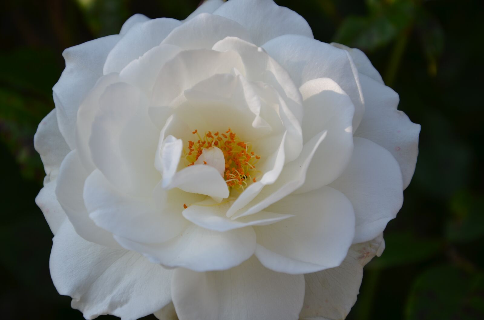 Nikon D7000 sample photo. White rose, petals, rose photography
