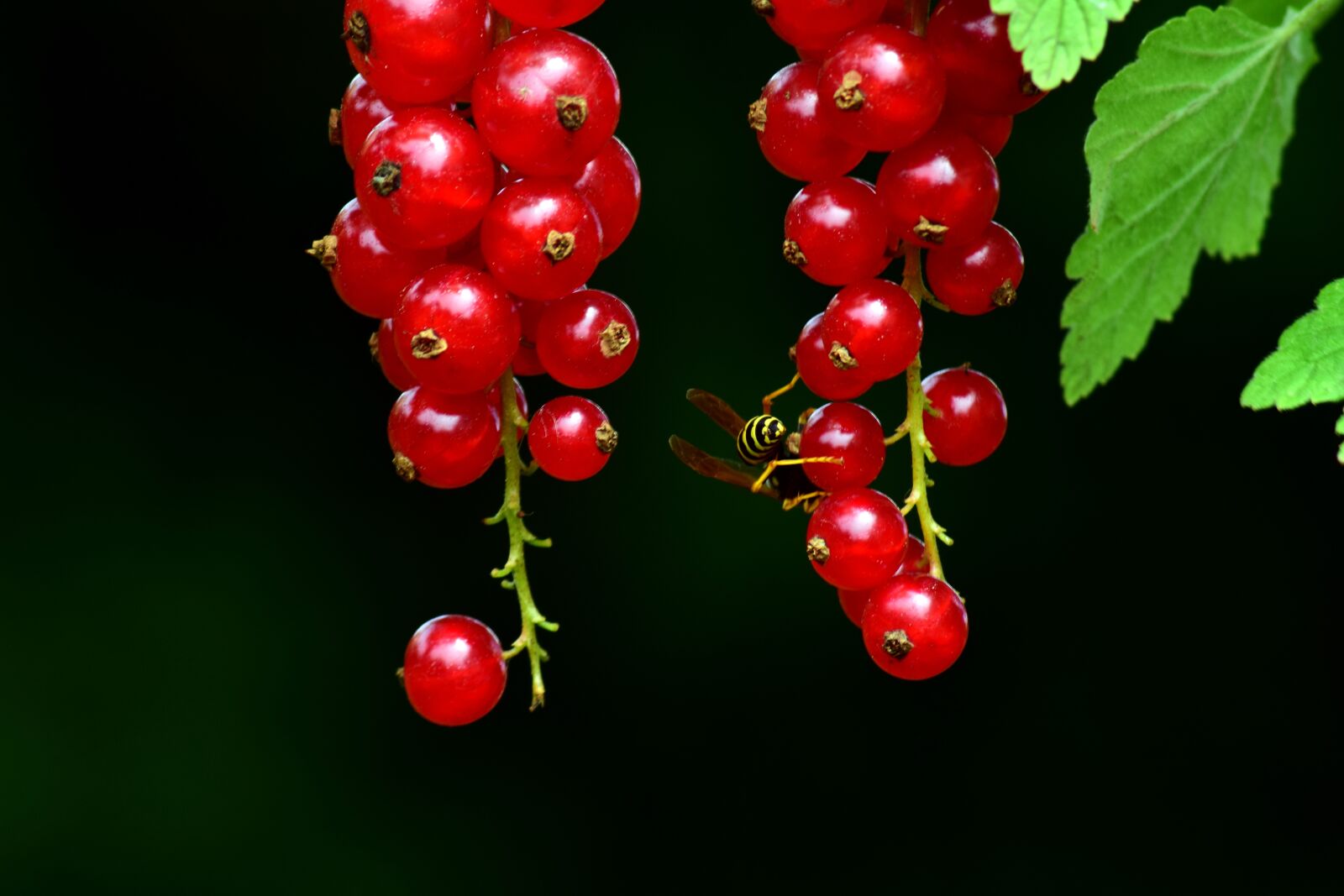 Nikon D3300 sample photo. Currants, red, red currant photography