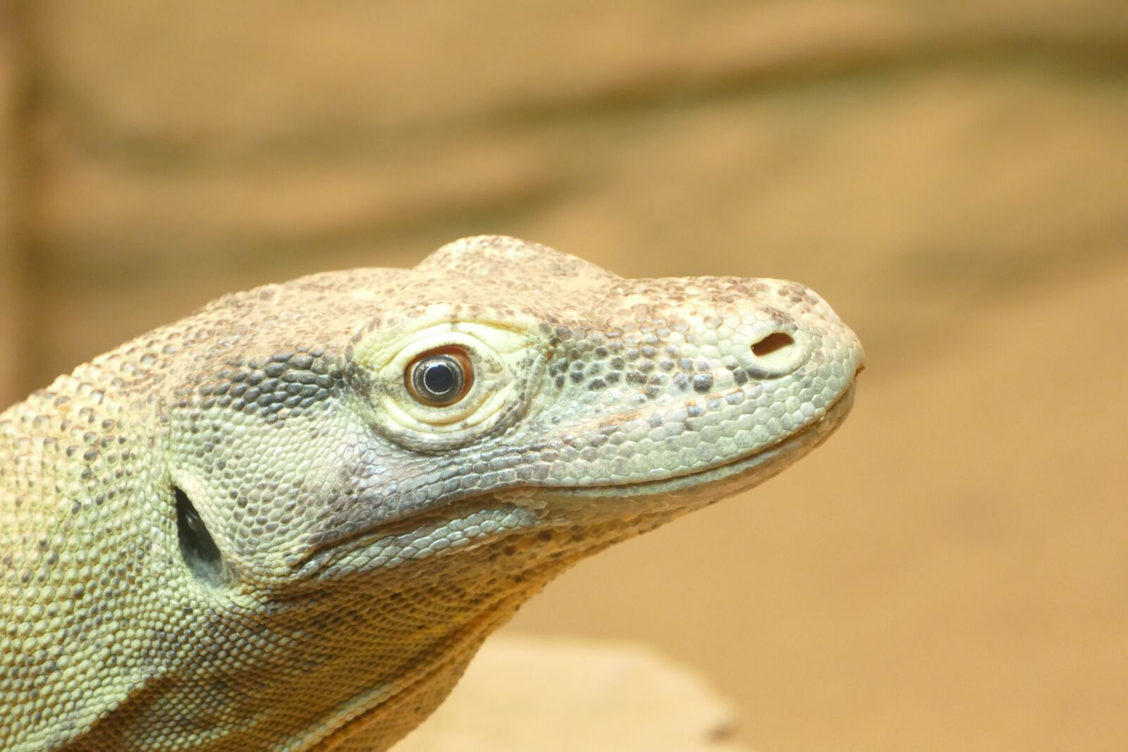 Panasonic Lumix DMC-FZ1000 sample photo. Lizard, reptile, nature photography