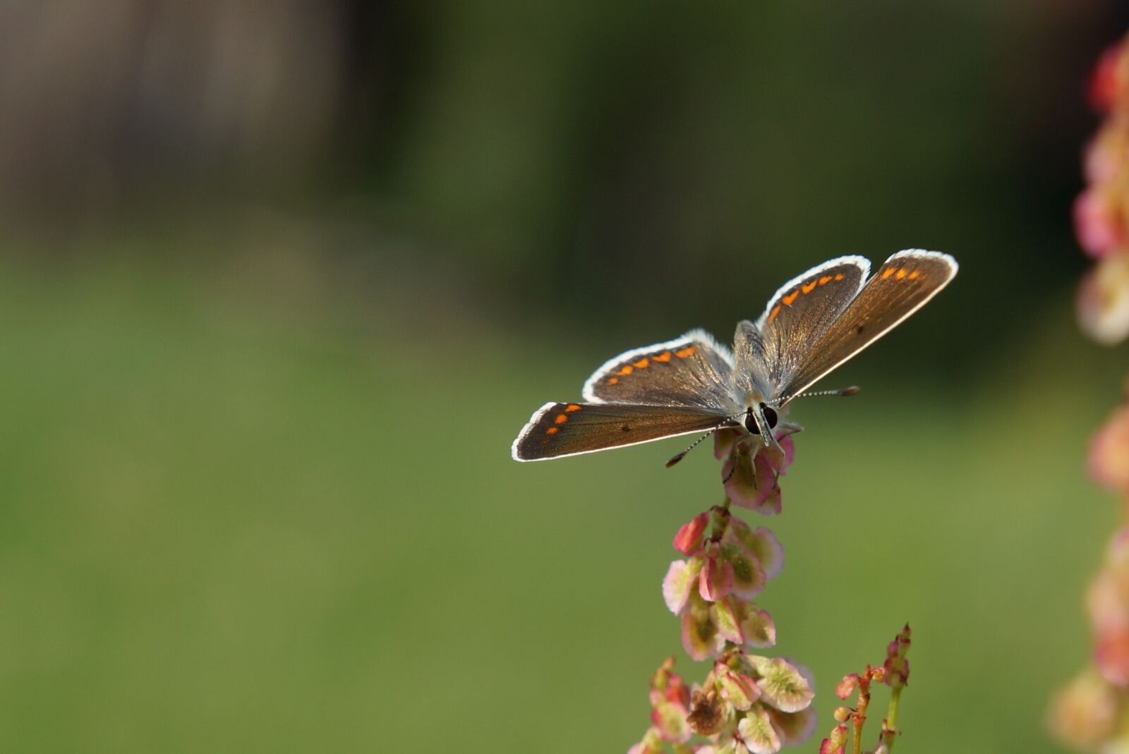 Sony Alpha NEX-F3 + Sony E 18-55mm F3.5-5.6 OSS sample photo. Butterfly, macro, nature photography