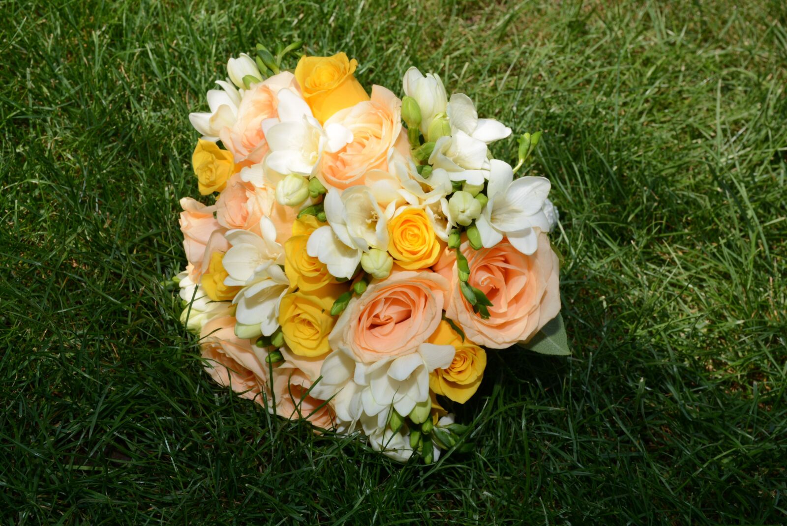 Nikon D7100 sample photo. Roses, flowers, bloom photography