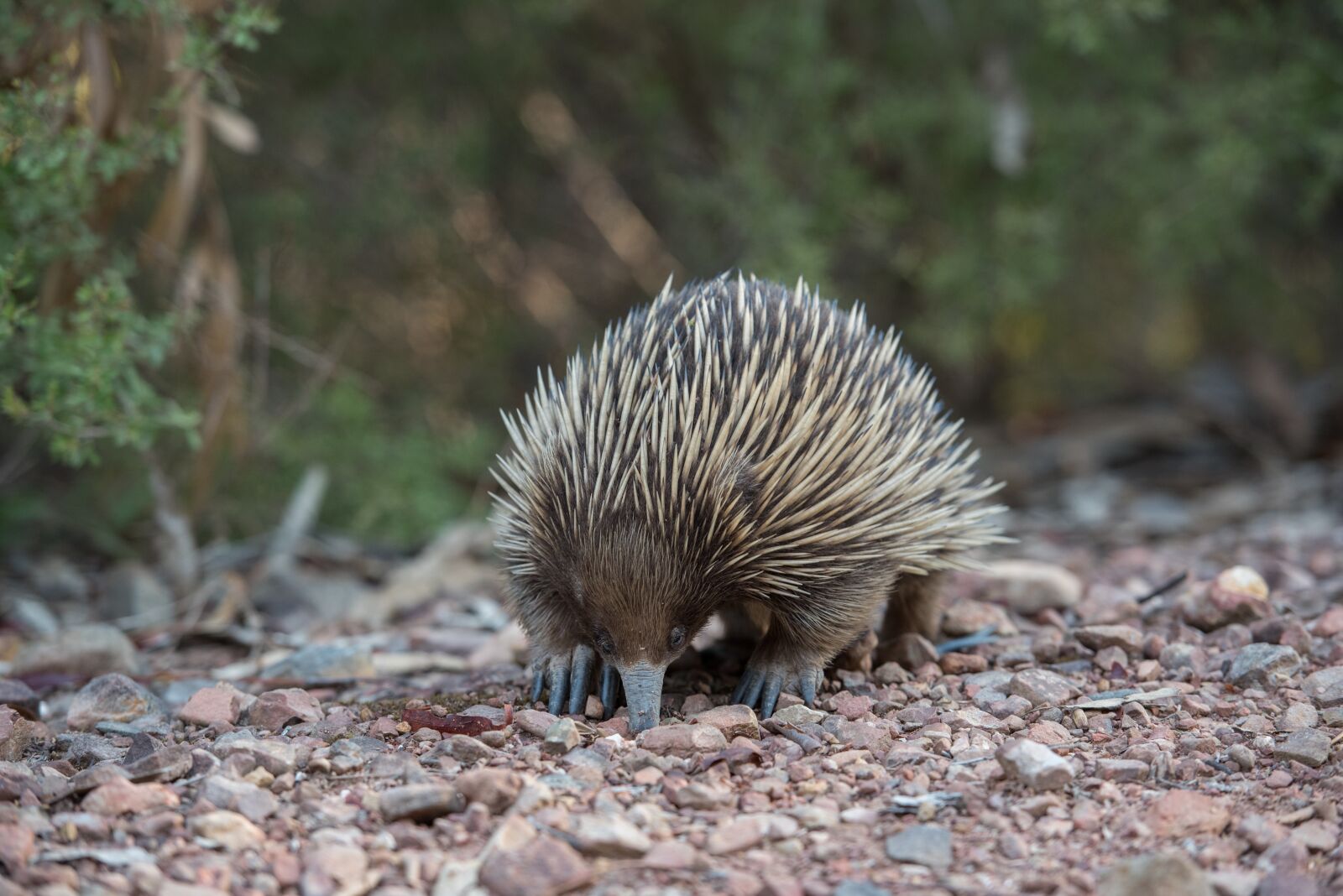 Nikon D750 sample photo. Echidna, monotreme, mammal photography