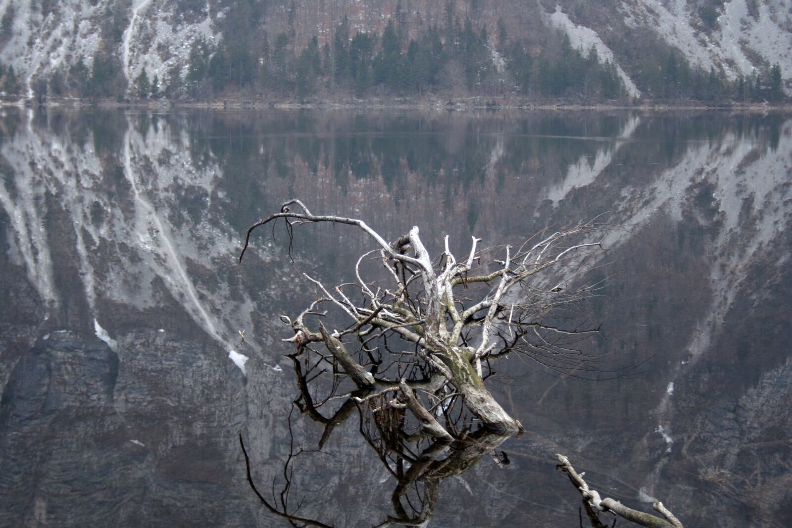 Canon EOS 350D (EOS Digital Rebel XT / EOS Kiss Digital N) sample photo. Bohinj, branch, slovenia photography