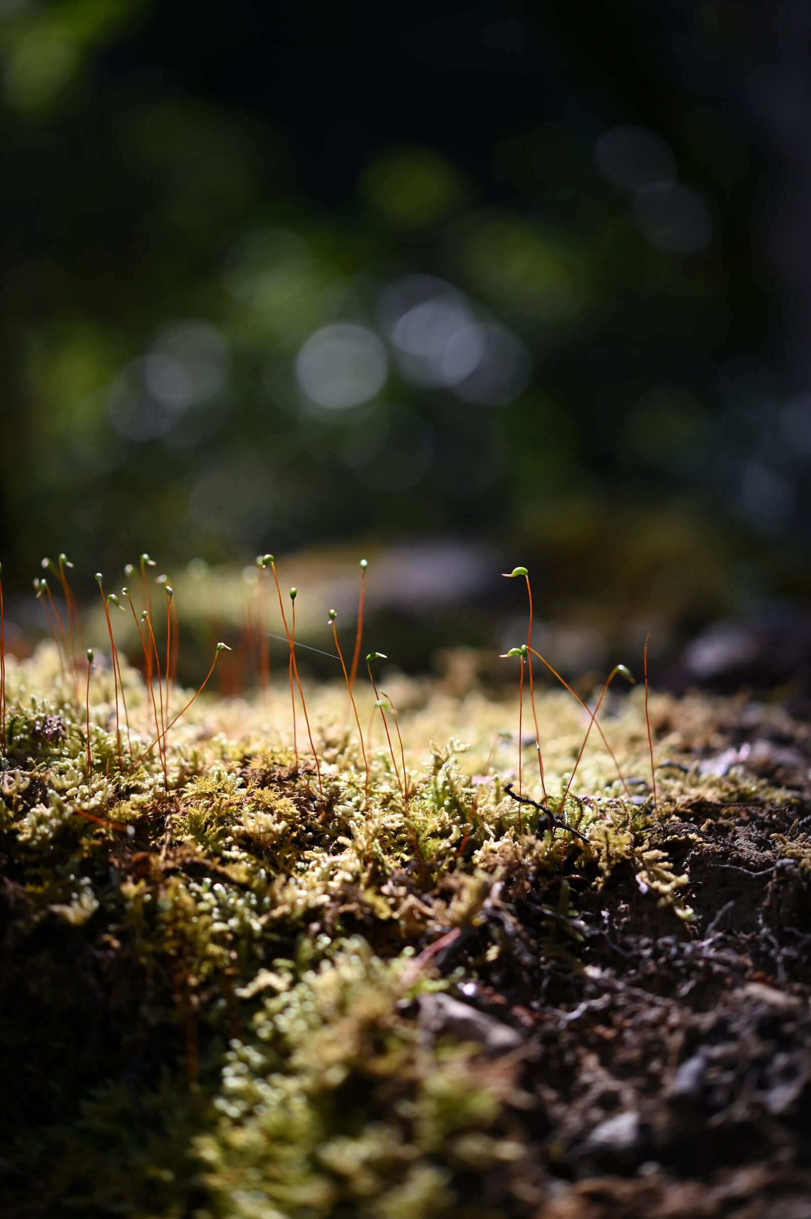 Nikon Z6 sample photo. Grass, light, sun photography