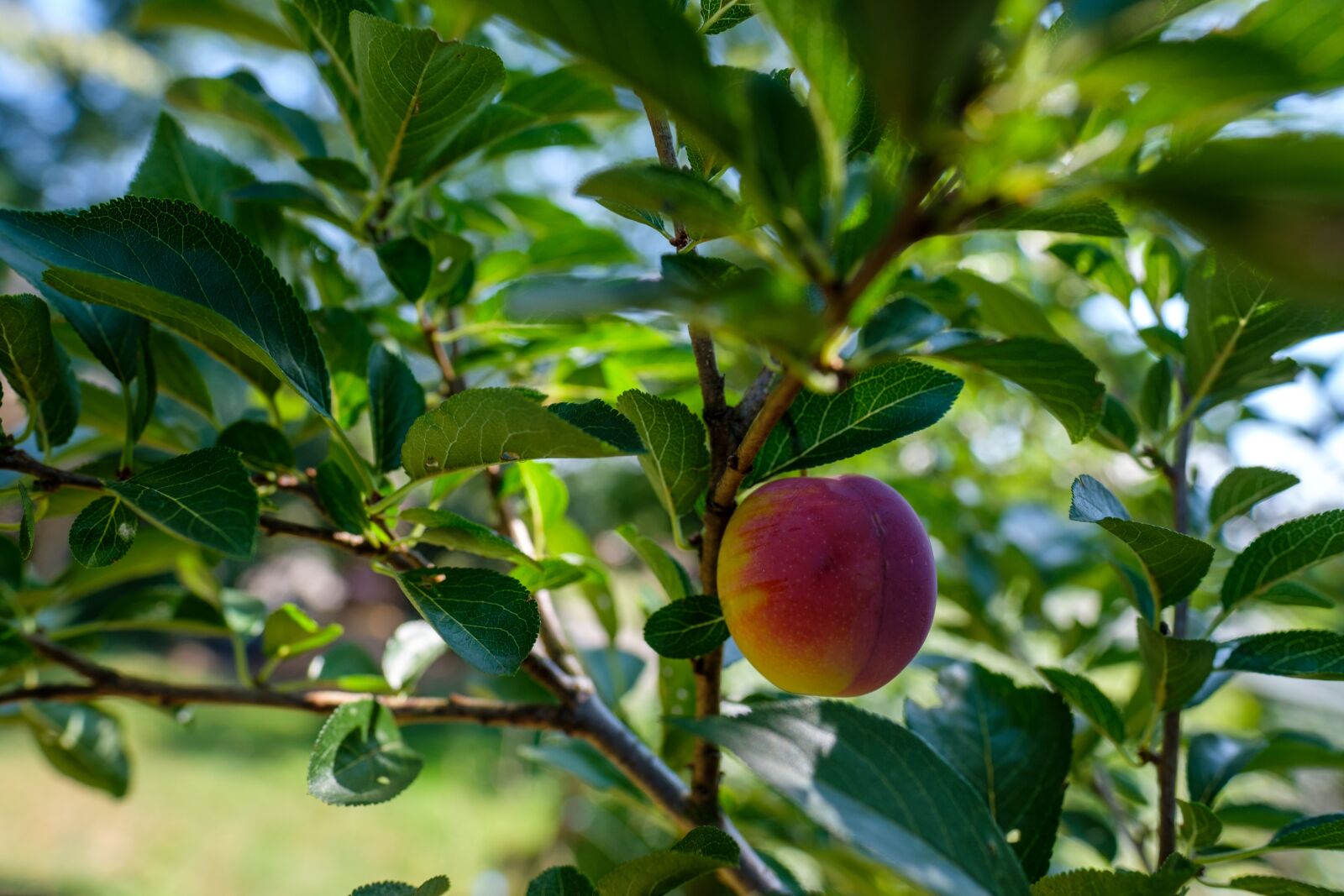 Fujifilm X-T2 sample photo. Plums, plum tree, fruit photography