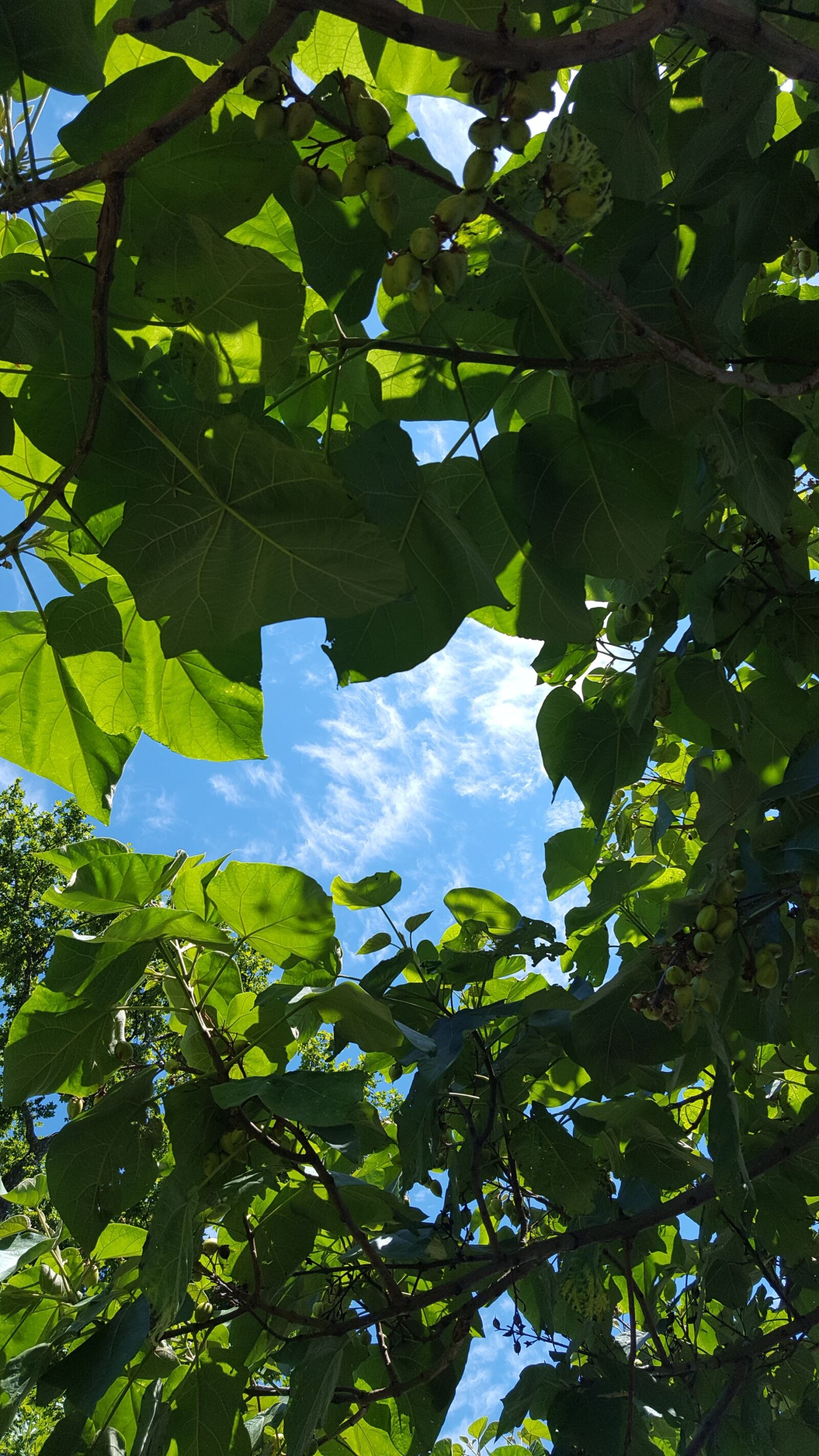 Samsung GALAXY S6 edge sample photo. Leaf, plant, nature photography