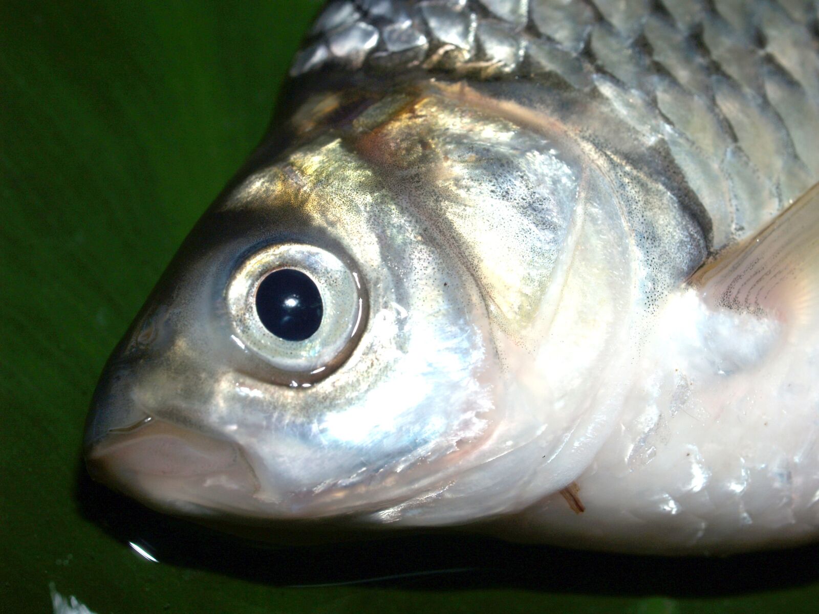 Olympus E-300 (EVOLT E-300) sample photo. Fish, carp, meal photography