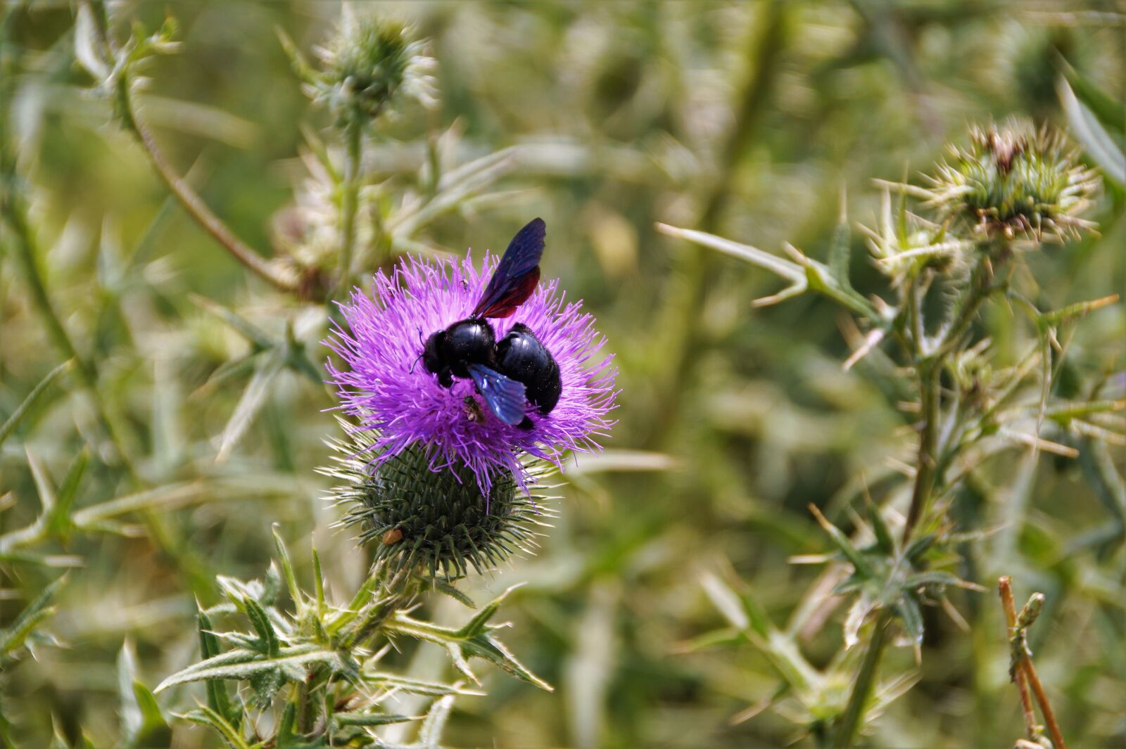 Sony SLT-A58 sample photo. Flower, insect, plant photography