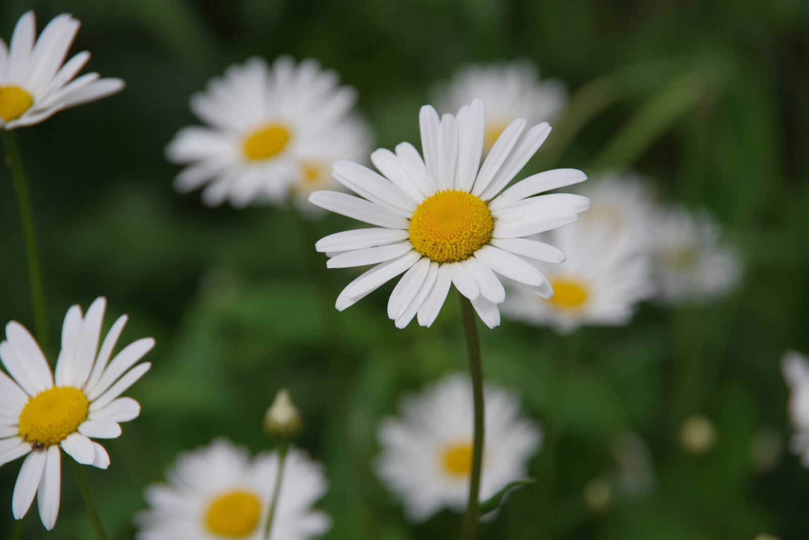 Pentax K-1 sample photo. Dacha, flowers, summer flowers photography