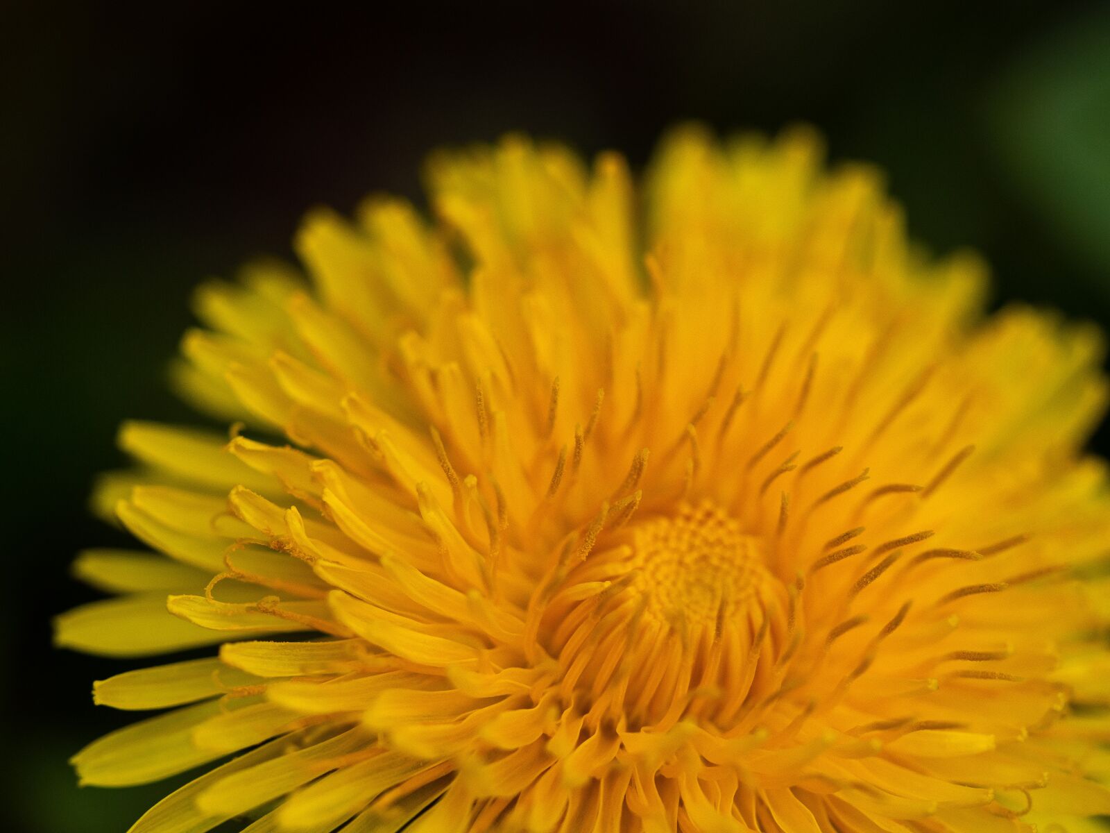 Olympus OM-D E-M10 III sample photo. Dandelion, flower, flora photography