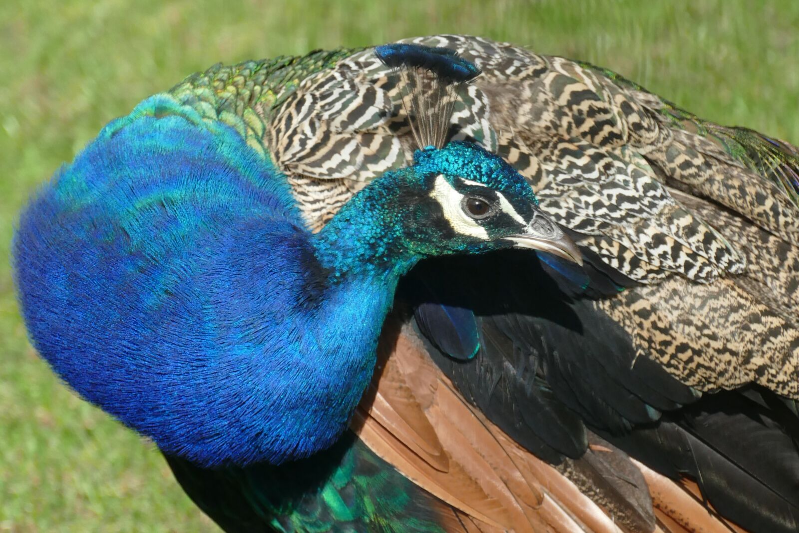 Panasonic Lumix DMC-FZ1000 sample photo. Peacock, bird, male photography