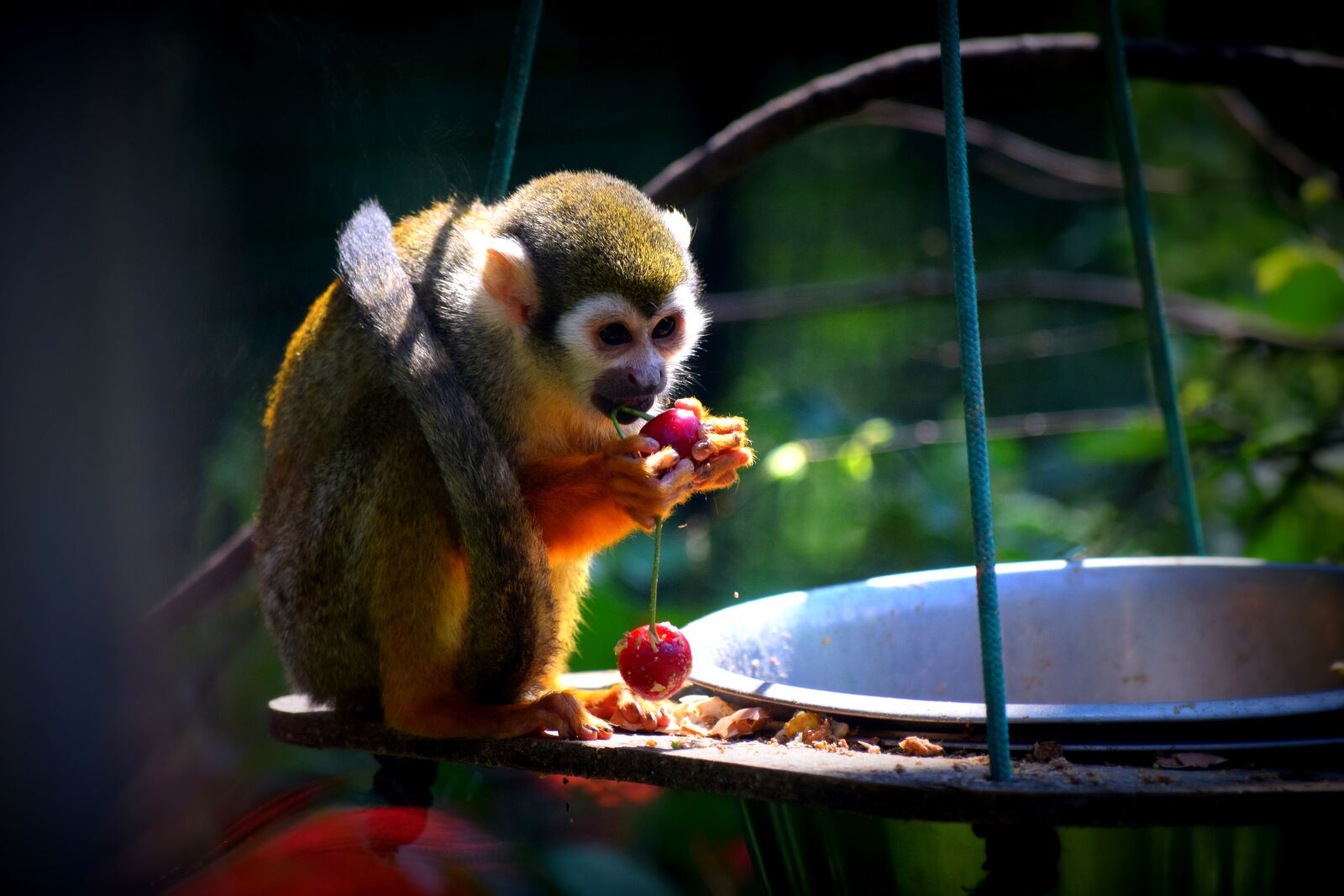 Nikon D3300 sample photo. Monkey, zoo, food photography
