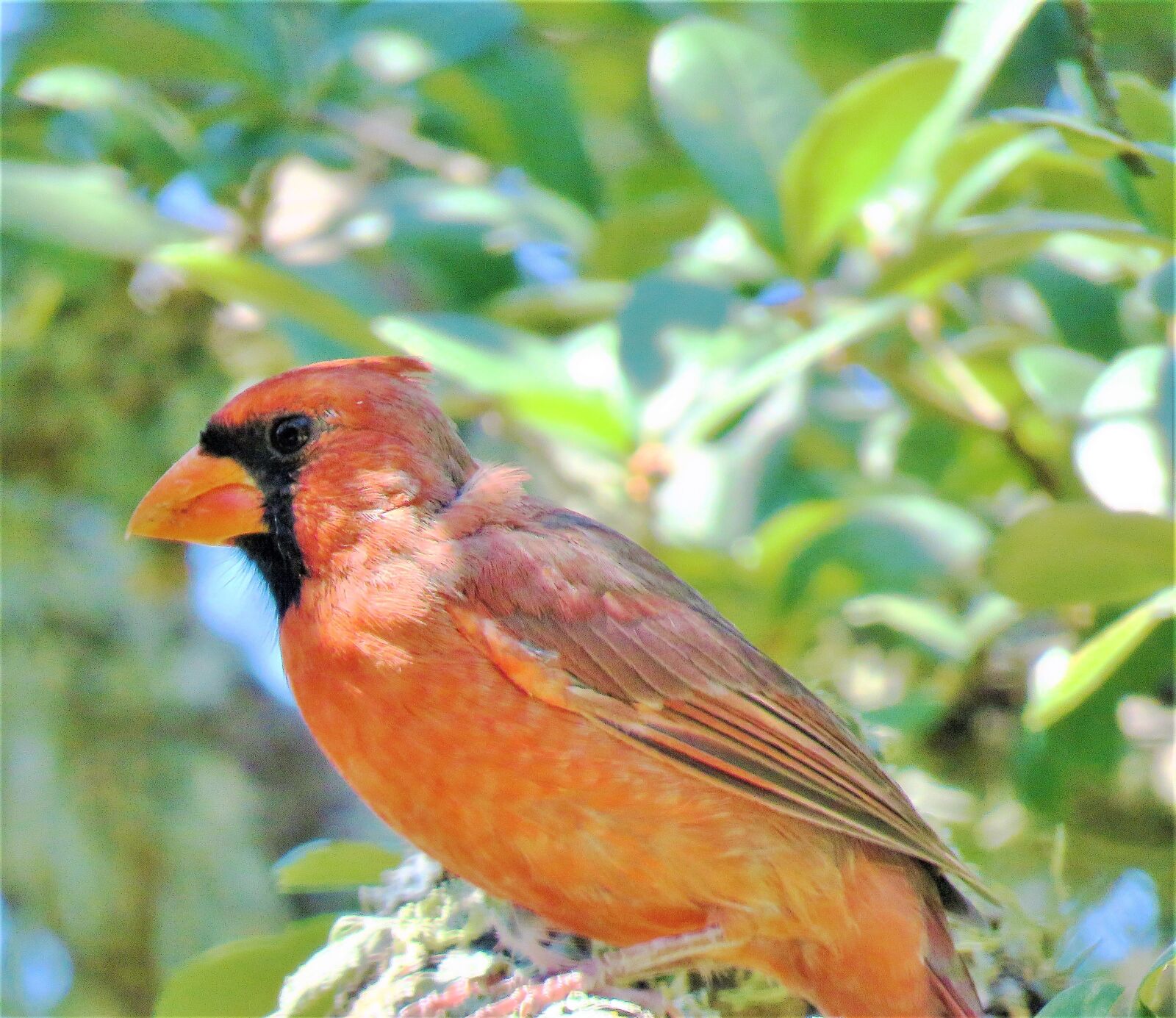 Canon PowerShot SX60 HS sample photo. Bird, cardinal, song bird photography