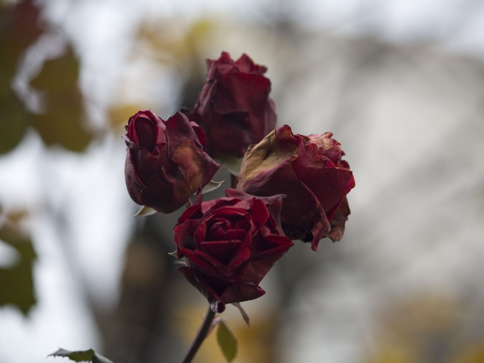 Canon EOS 450D (EOS Rebel XSi / EOS Kiss X2) sample photo. Autumn, roses, nature photography