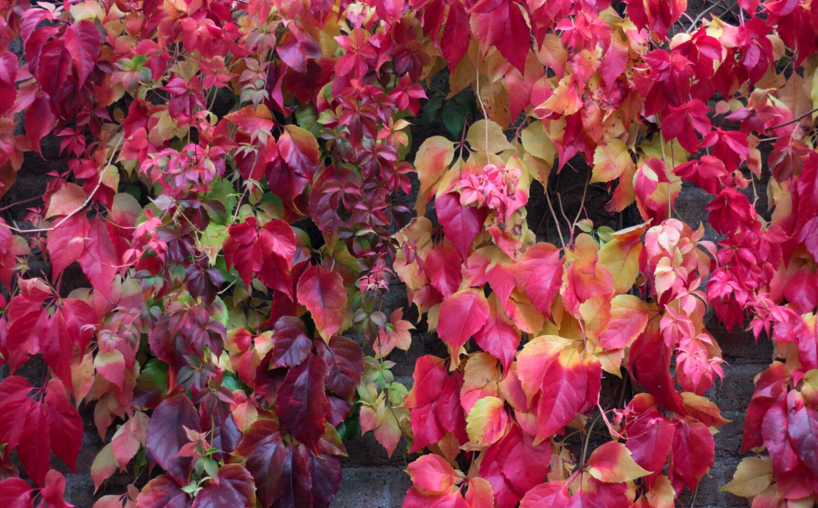 Canon EOS 600D (Rebel EOS T3i / EOS Kiss X5) sample photo. Virginia creeper, parthenocissus 'veitchii photography