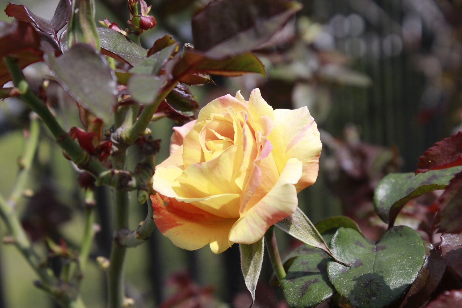 Canon EOS 1200D (EOS Rebel T5 / EOS Kiss X70 / EOS Hi) sample photo. Rosa, ecuador, flowers photography